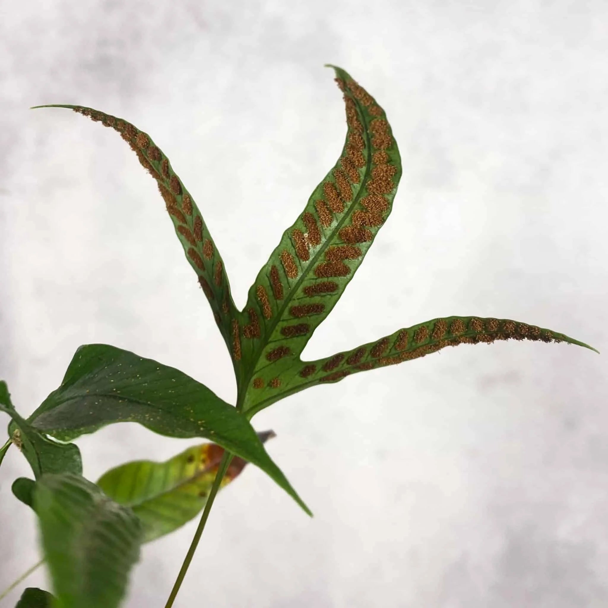 Selliguea feei (Syn. Polypodium vulcanum) 大森食虫植物農園