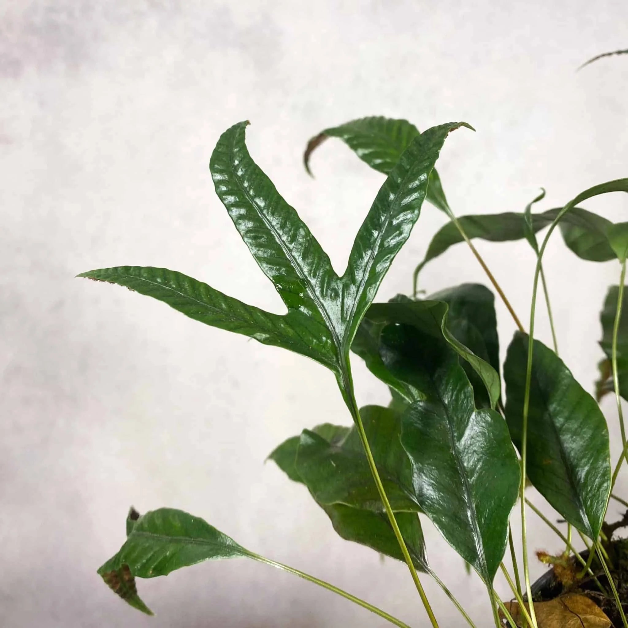 Selliguea feei (Syn. Polypodium vulcanum) 大森食虫植物農園