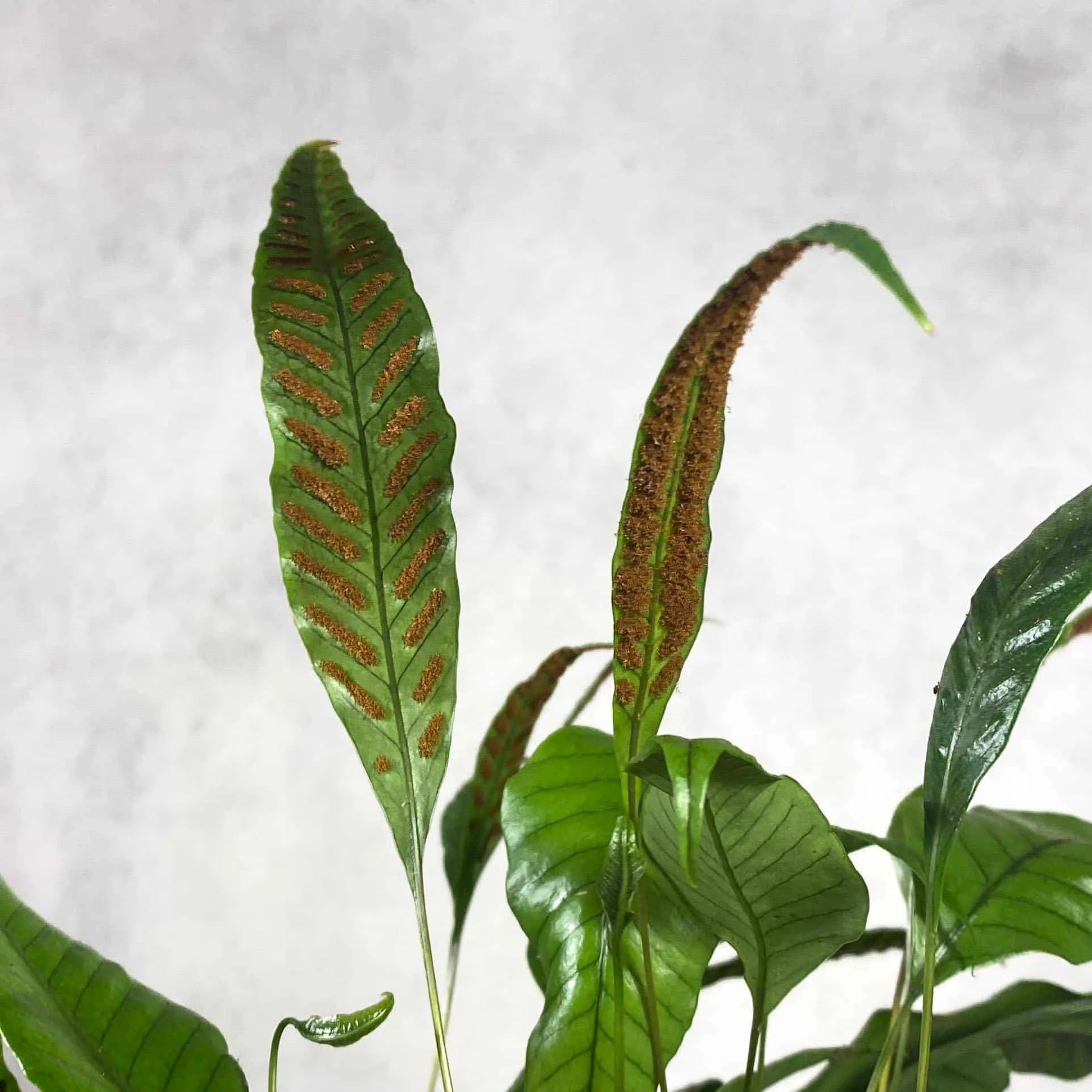 Selliguea feei (Syn. Polypodium vulcanum) 大森食虫植物農園