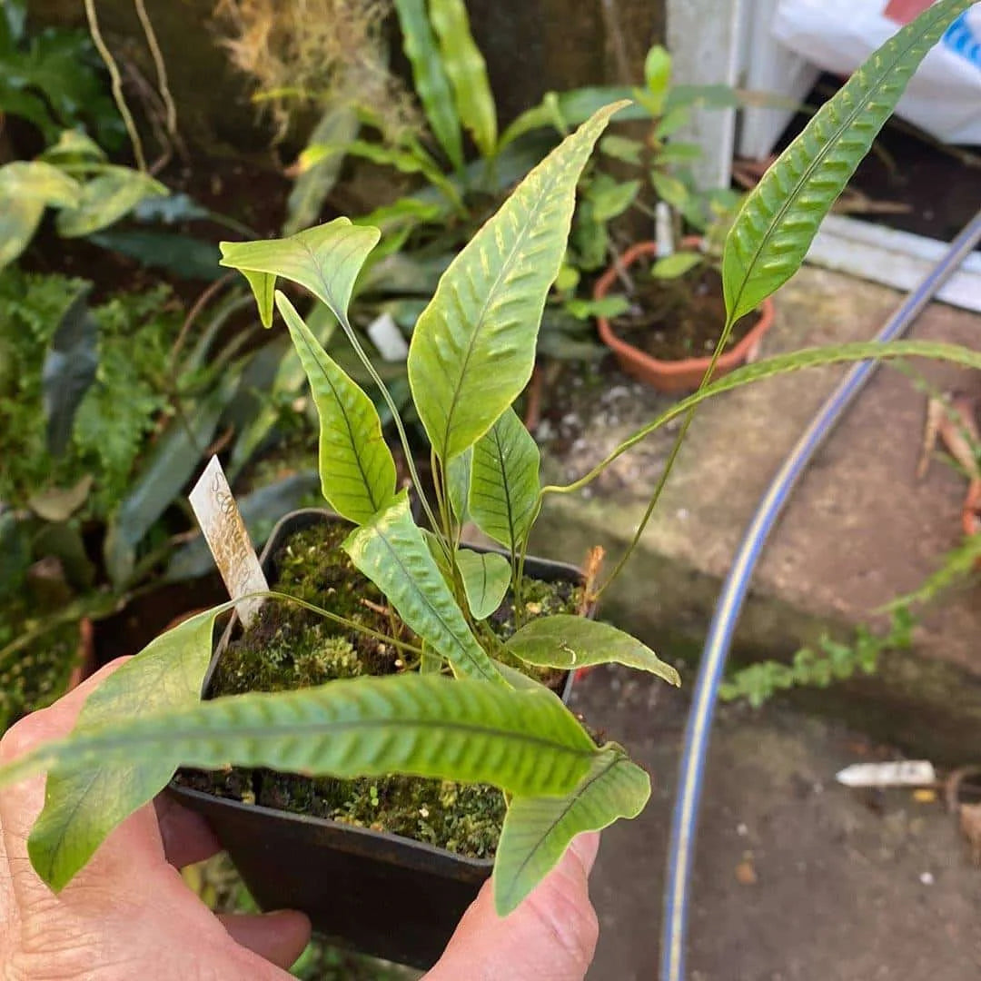 Selliguea lima, Cameron Highlands 大森食虫植物農園