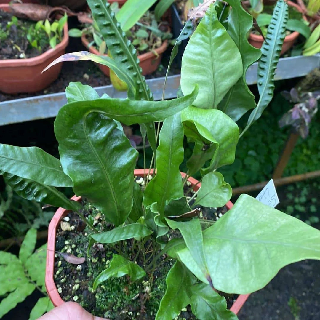 Selliguea lima, Cameron Highlands 大森食虫植物農園