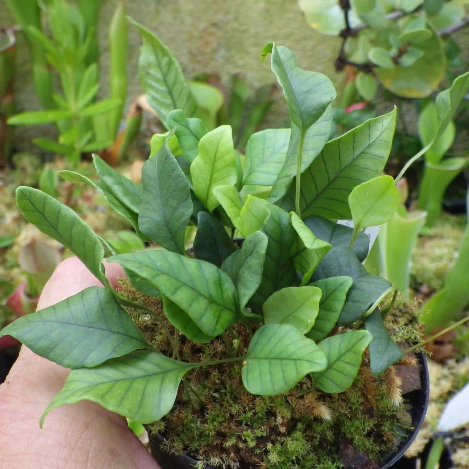 Selliguea spec. 1 大森食虫植物農園