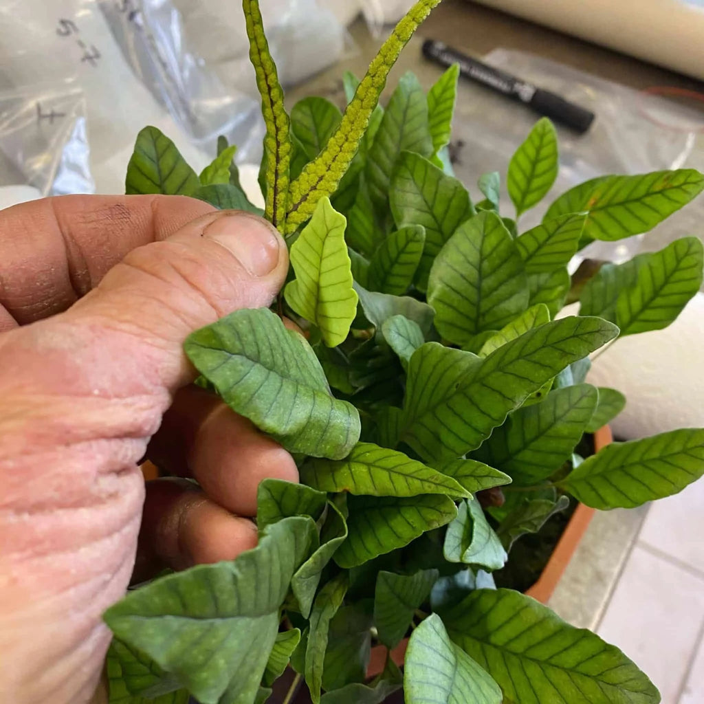 Selliguea spec. 1 大森食虫植物農園