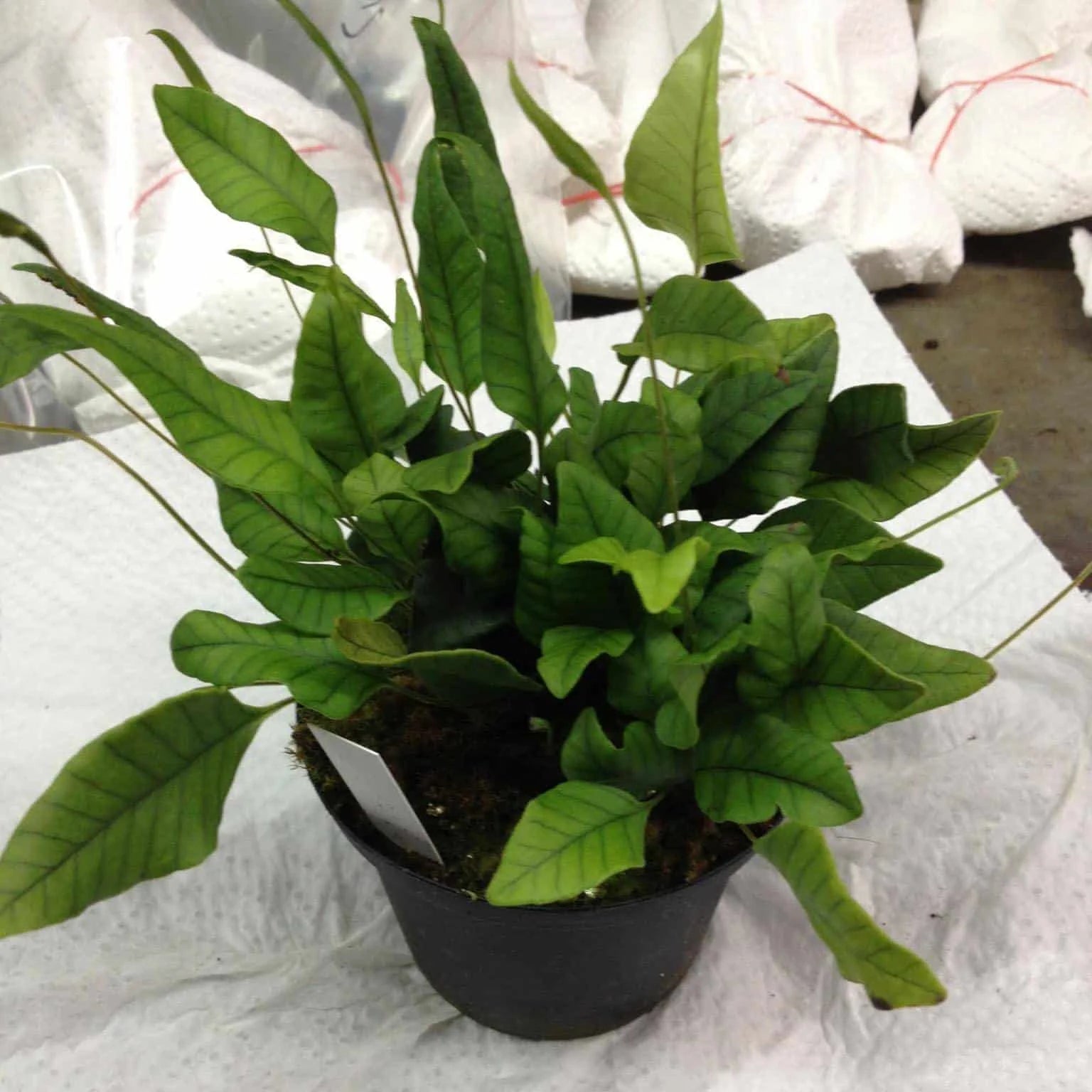 Selliguea spec. 1 大森食虫植物農園
