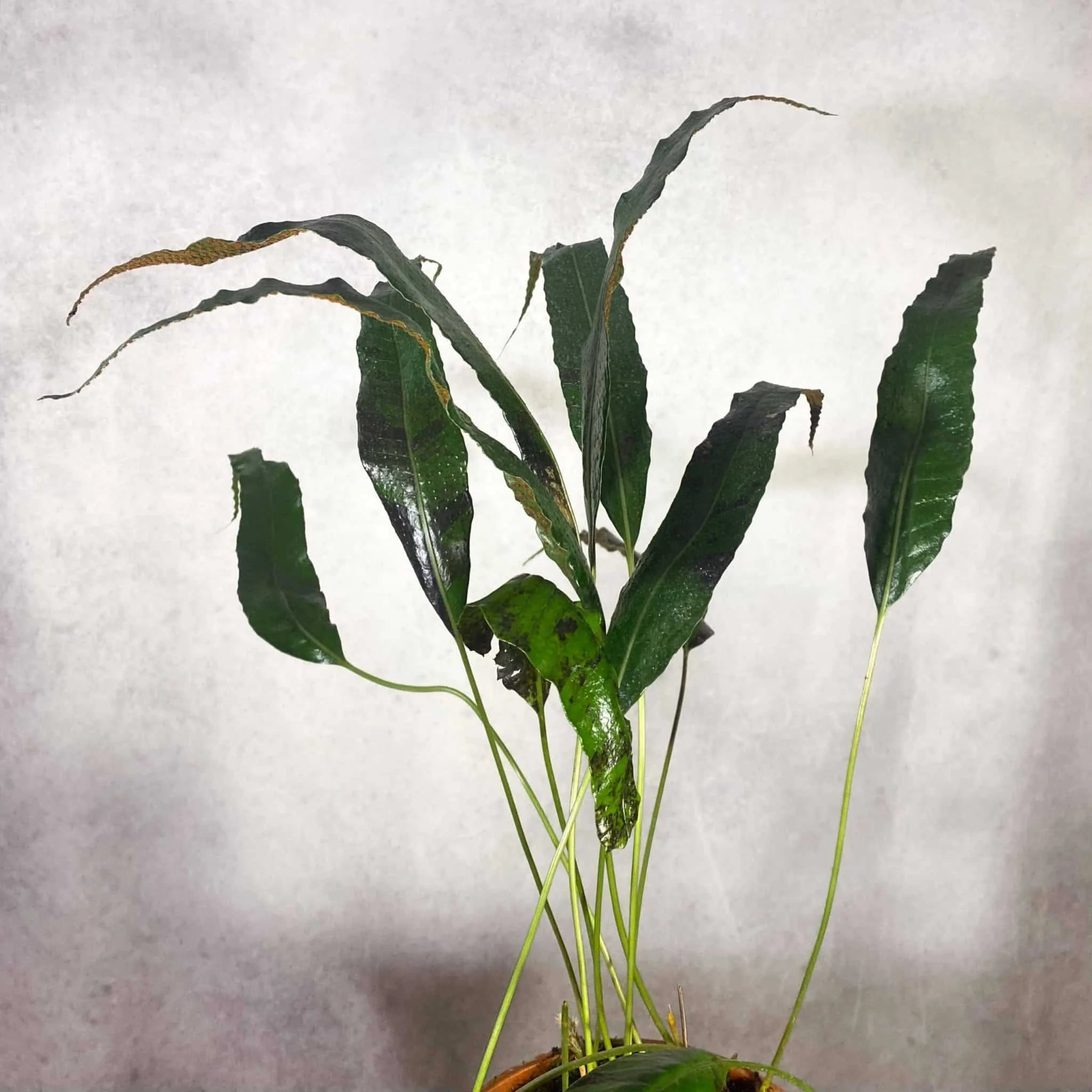 Selliguea spec. Amsler 大森食虫植物農園