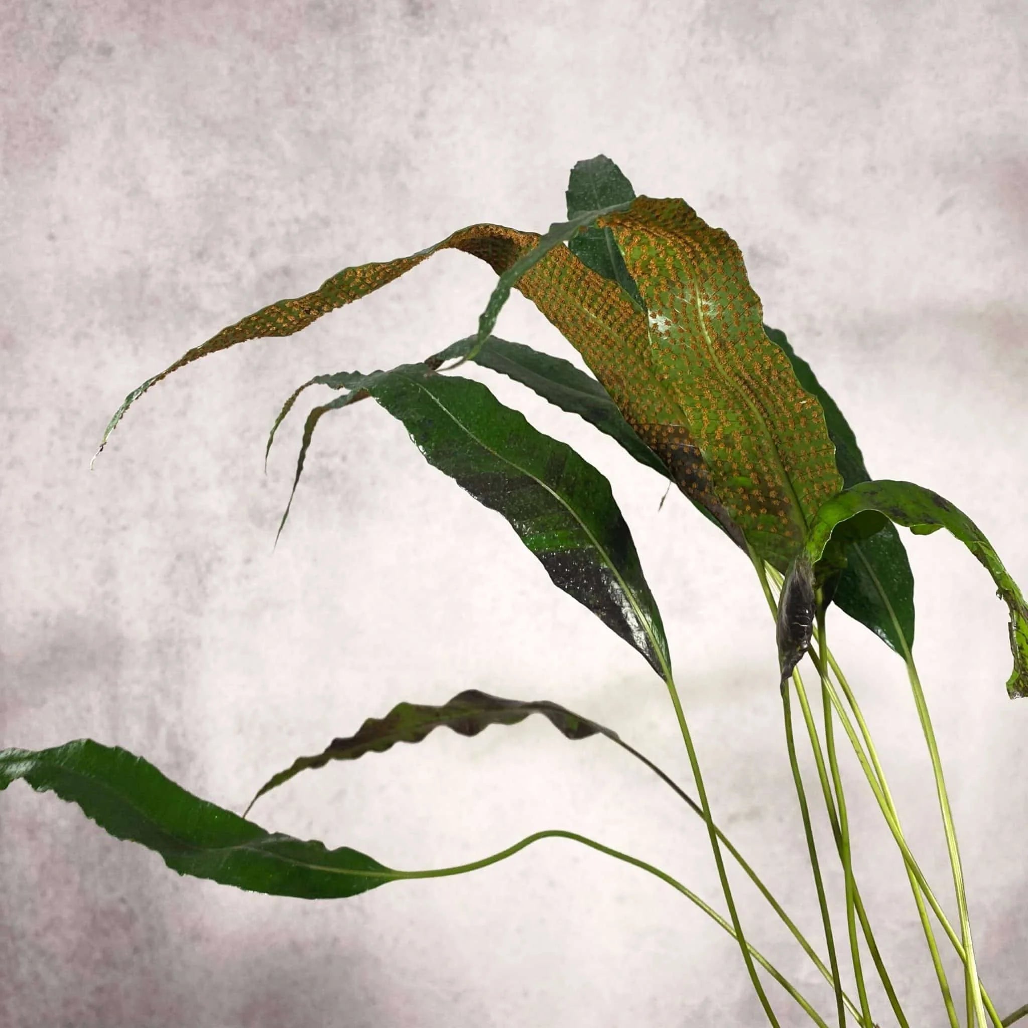 Selliguea spec. Amsler 大森食虫植物農園