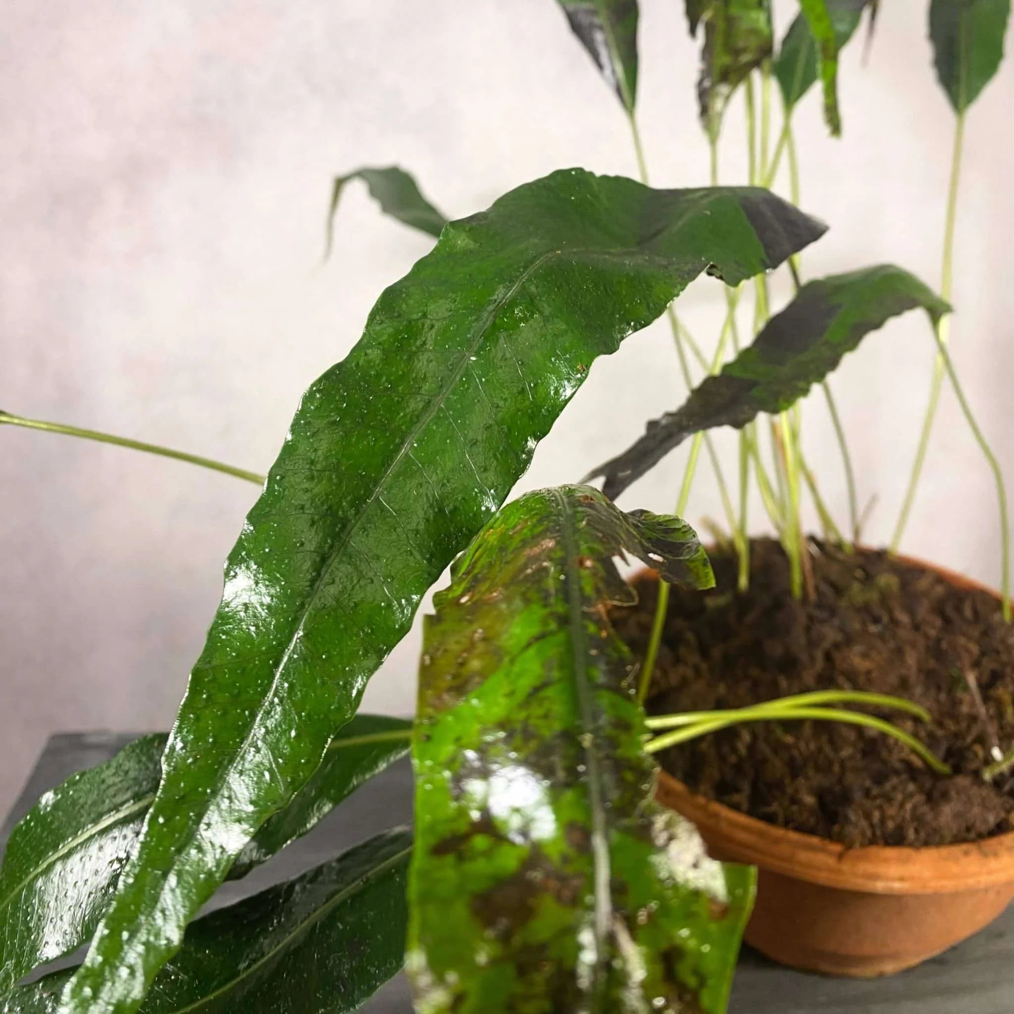 Selliguea spec. Amsler 大森食虫植物農園