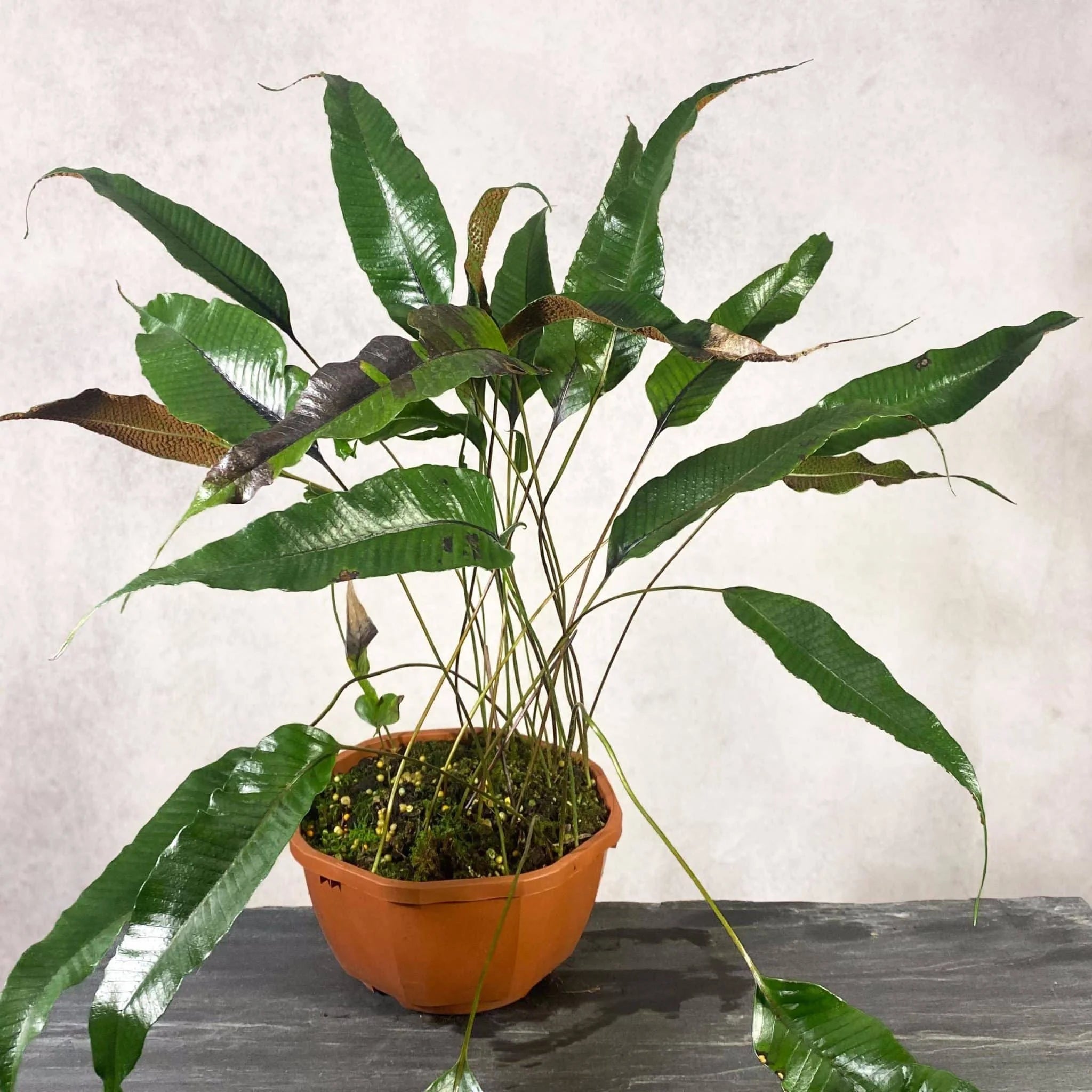 Selliguea spec. Genting Highlands 大森食虫植物農園