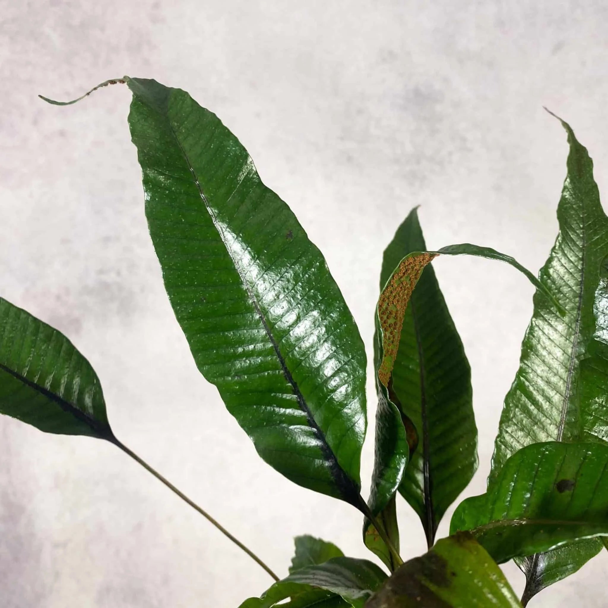 Selliguea spec. Genting Highlands 大森食虫植物農園