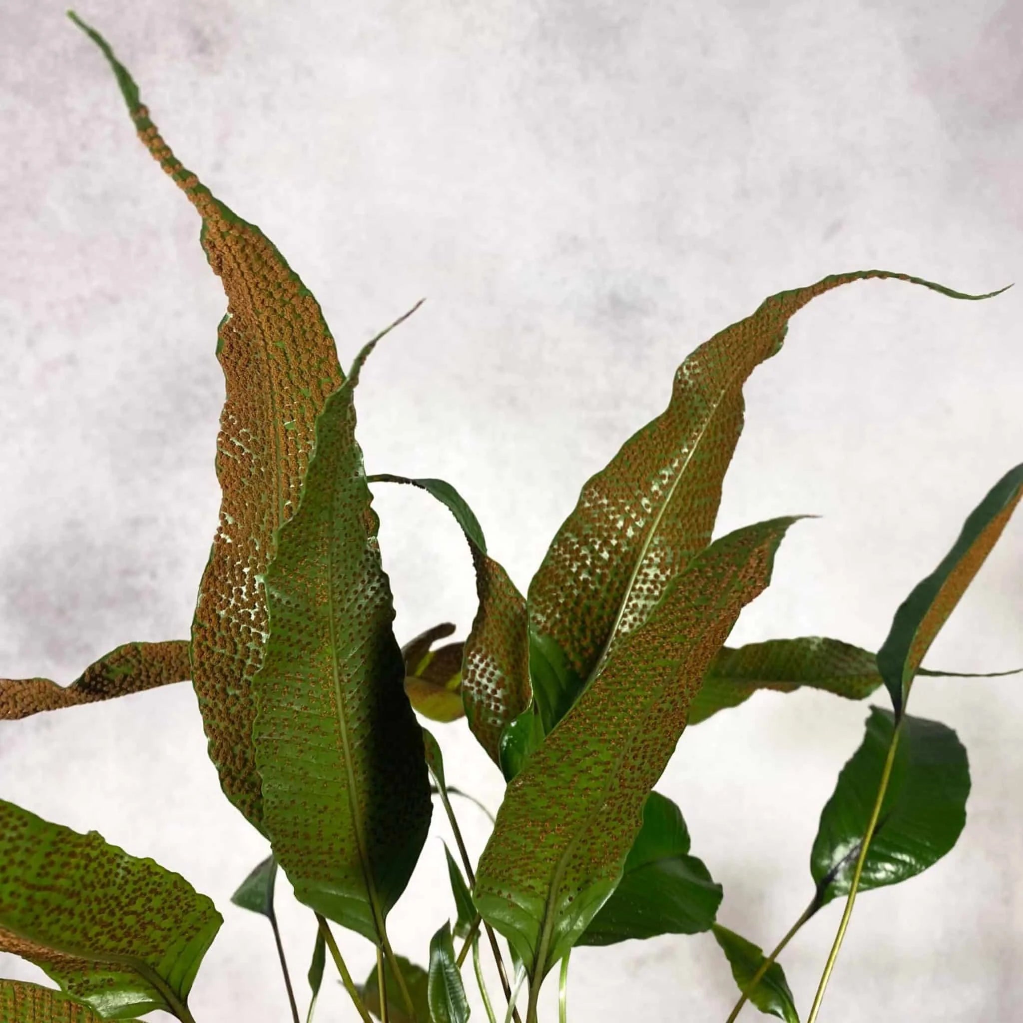 Selliguea spec. Genting Highlands 大森食虫植物農園