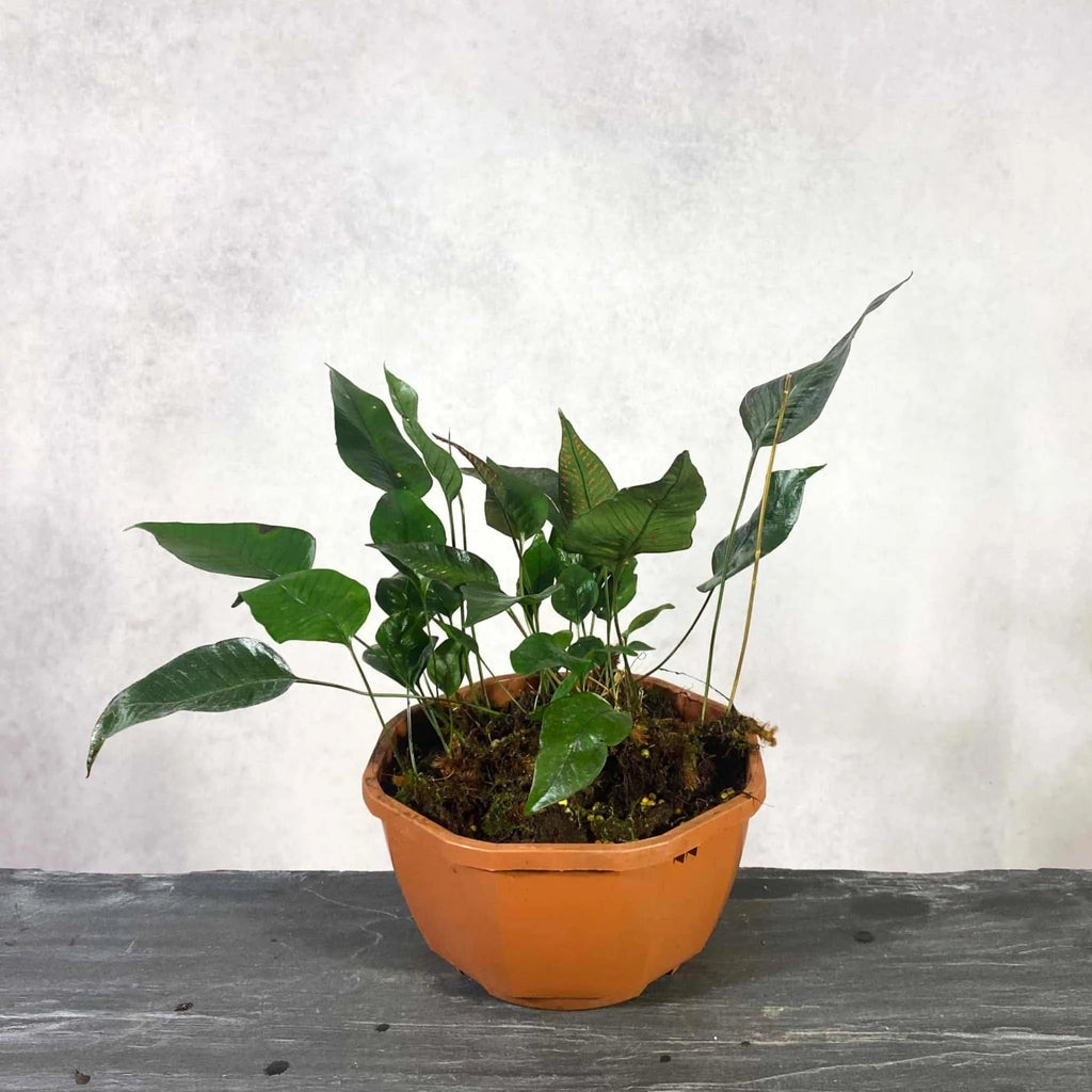 Selliguea spec. Sumatra 大森食虫植物農園