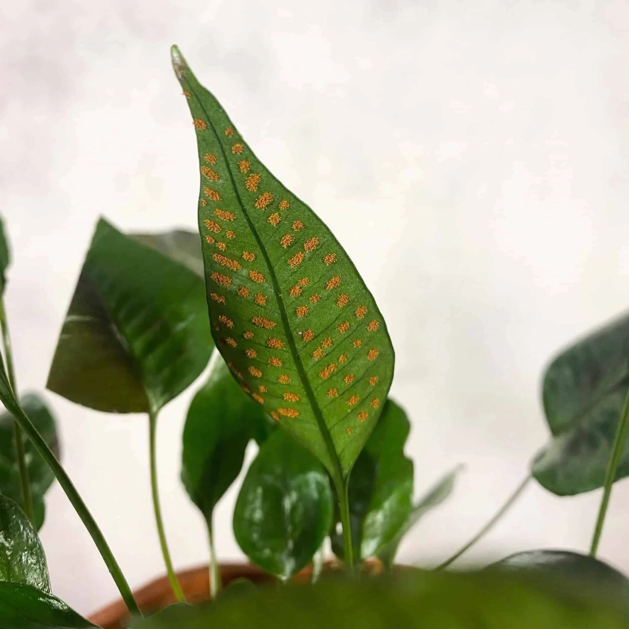 Selliguea spec. Sumatra 大森食虫植物農園