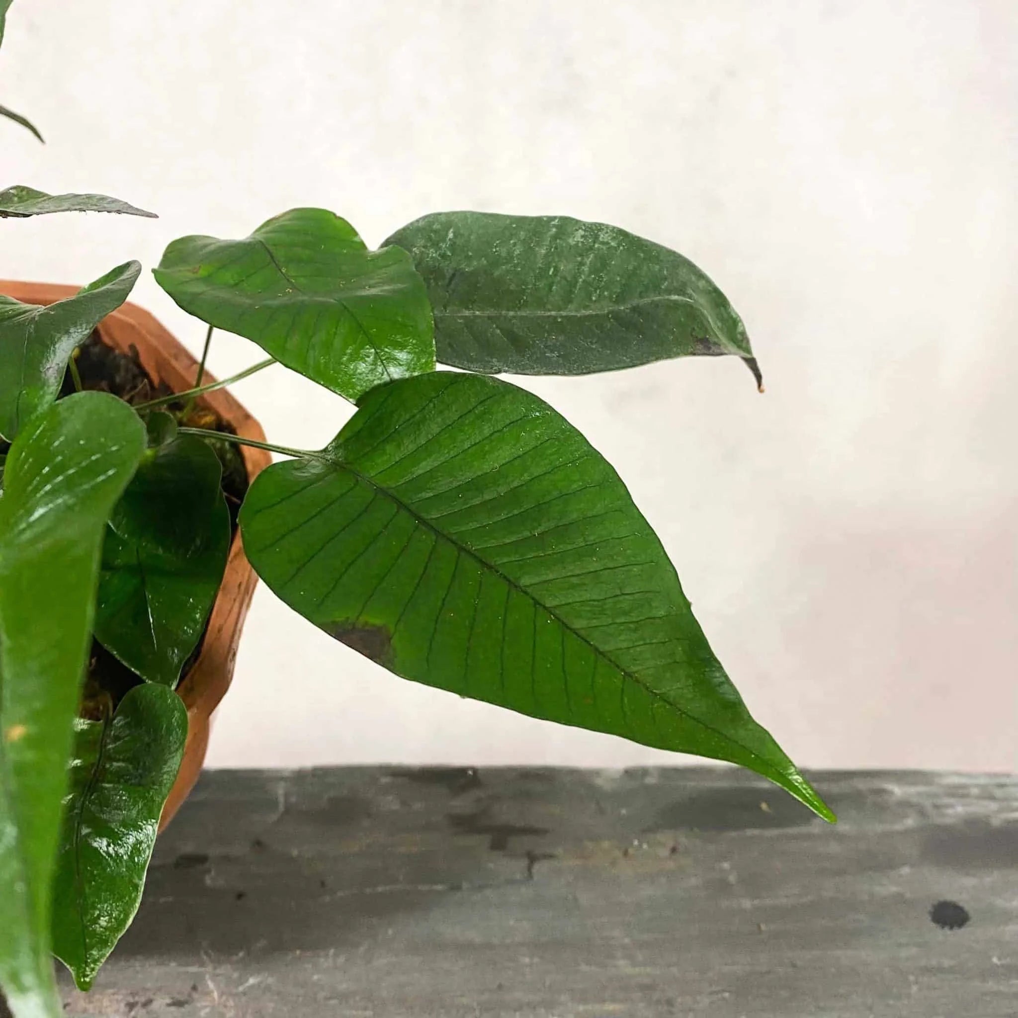 Selliguea spec. Sumatra 大森食虫植物農園