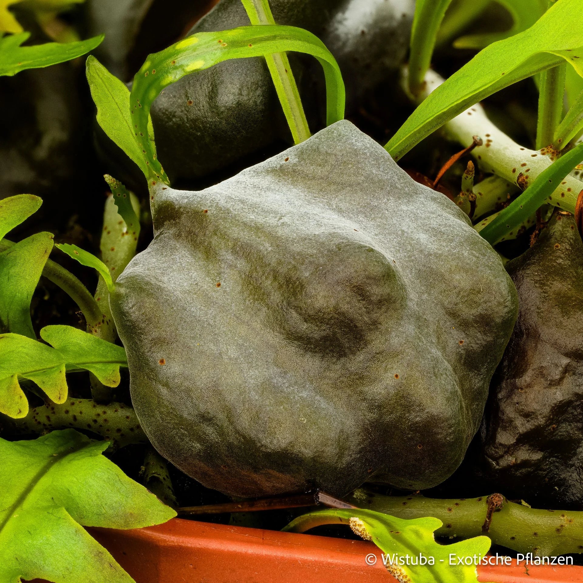 Solanopteris bifrons 大森食虫植物農園