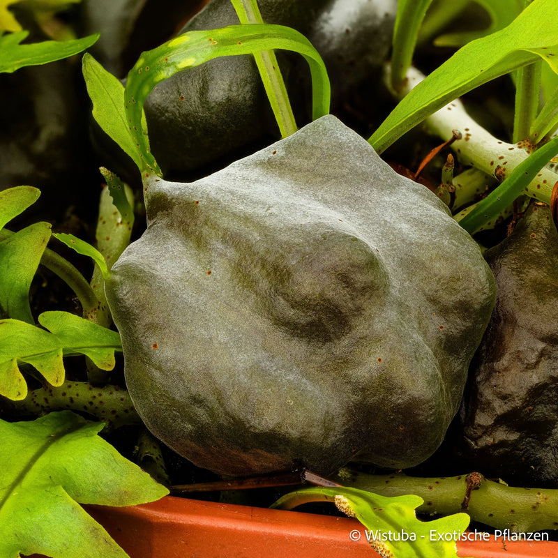 Solanopteris bifrons 大森食虫植物農園