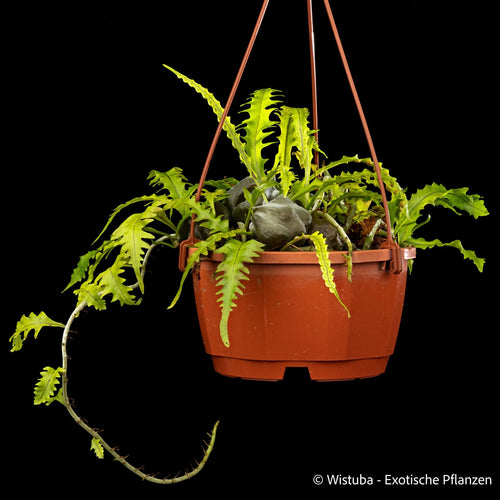 Solanopteris bifrons 大森食虫植物農園