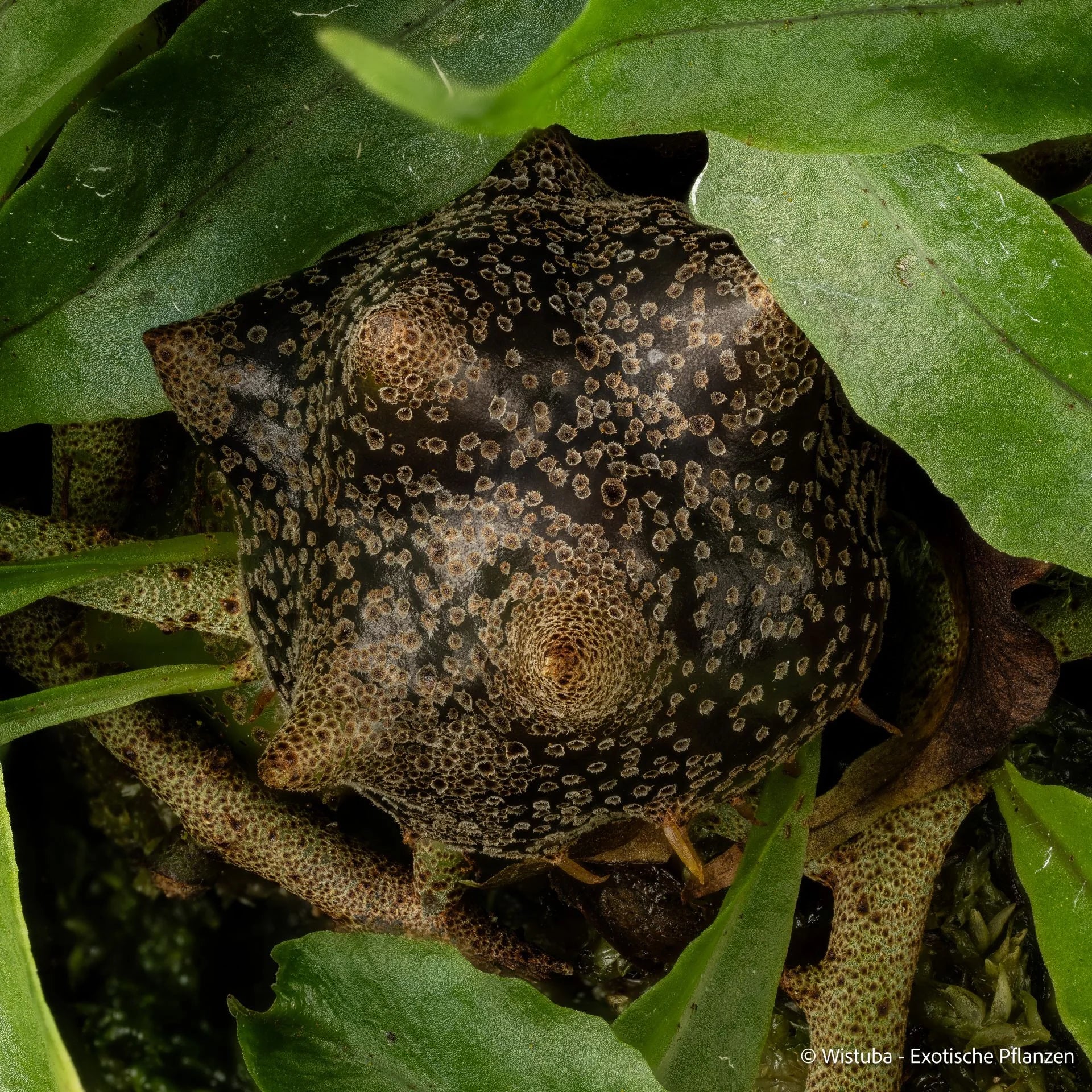 Solanopteris bismarckii 大森食虫植物農園