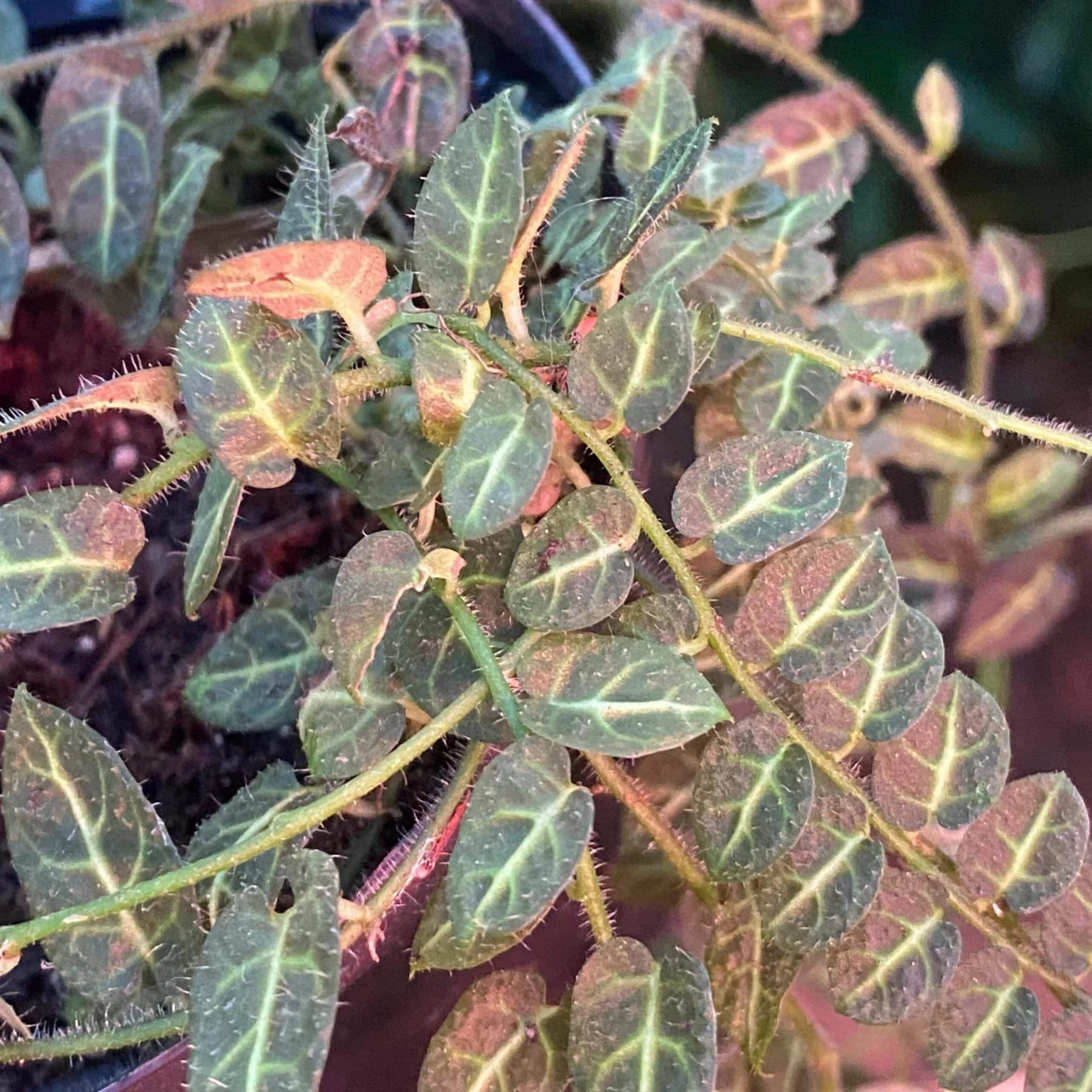 Solanum evolvulifolium 大森食虫植物農園