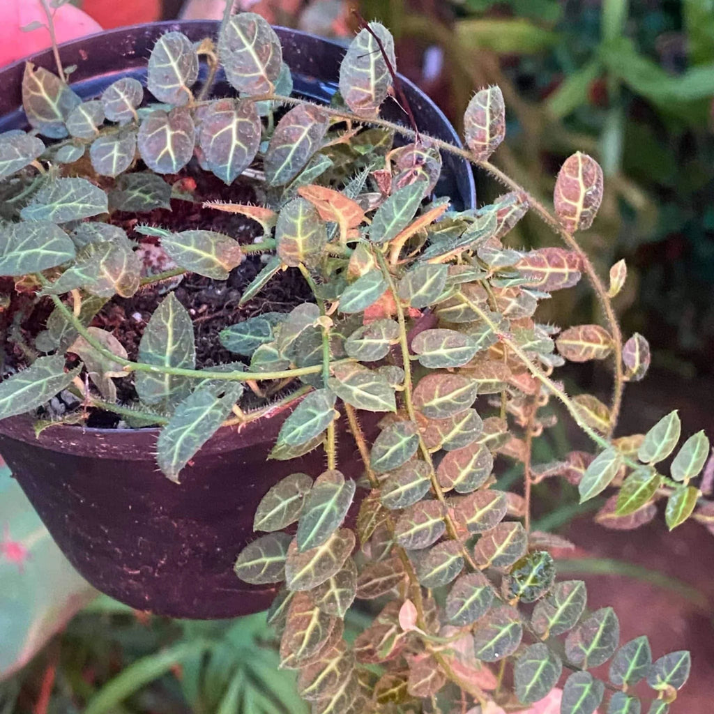 Solanum evolvulifolium 大森食虫植物農園