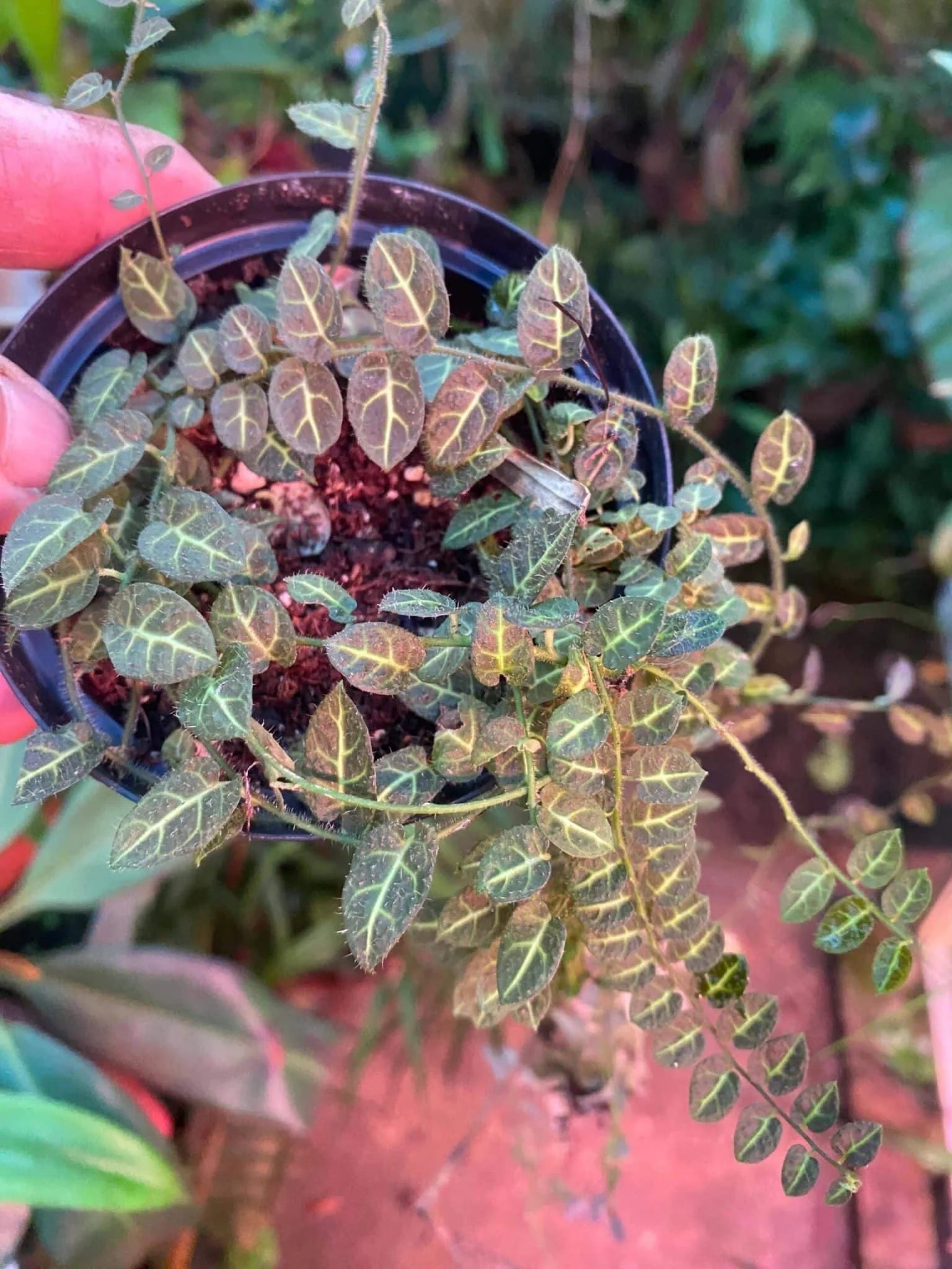 Solanum evolvulifolium 大森食虫植物農園