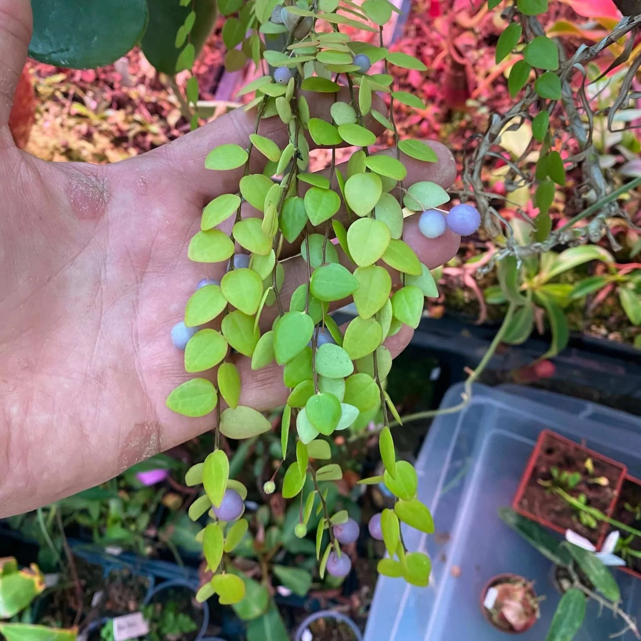 Sphyrospermum buxifolium 大森食虫植物農園