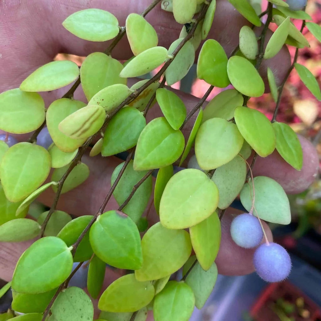 Sphyrospermum buxifolium 大森食虫植物農園
