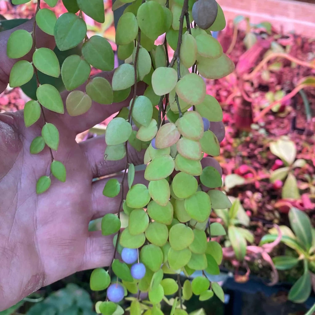 Sphyrospermum buxifolium 大森食虫植物農園