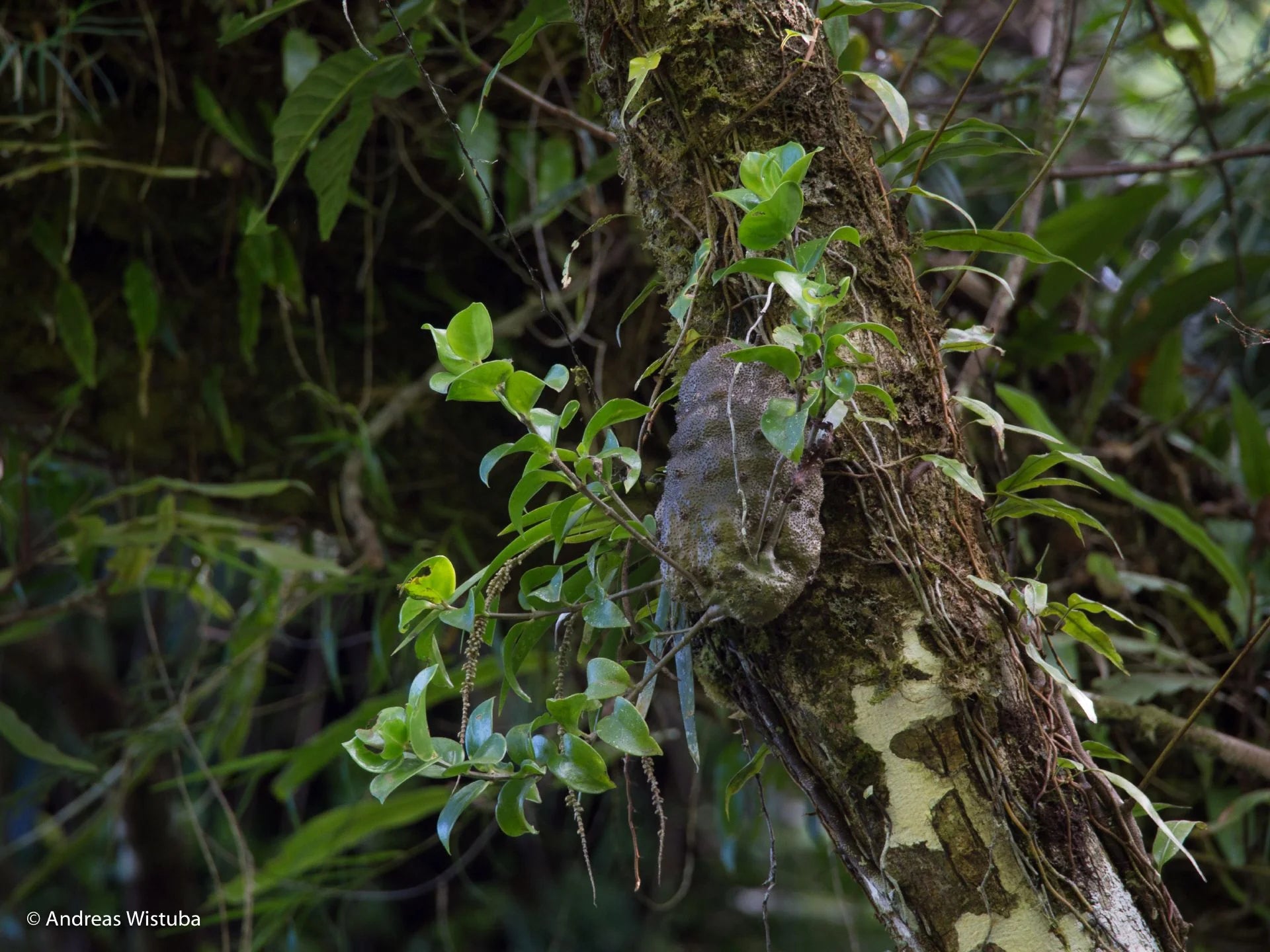 Squamellaria grayi (Taveuni Island, Fiji) 大森食虫植物農園