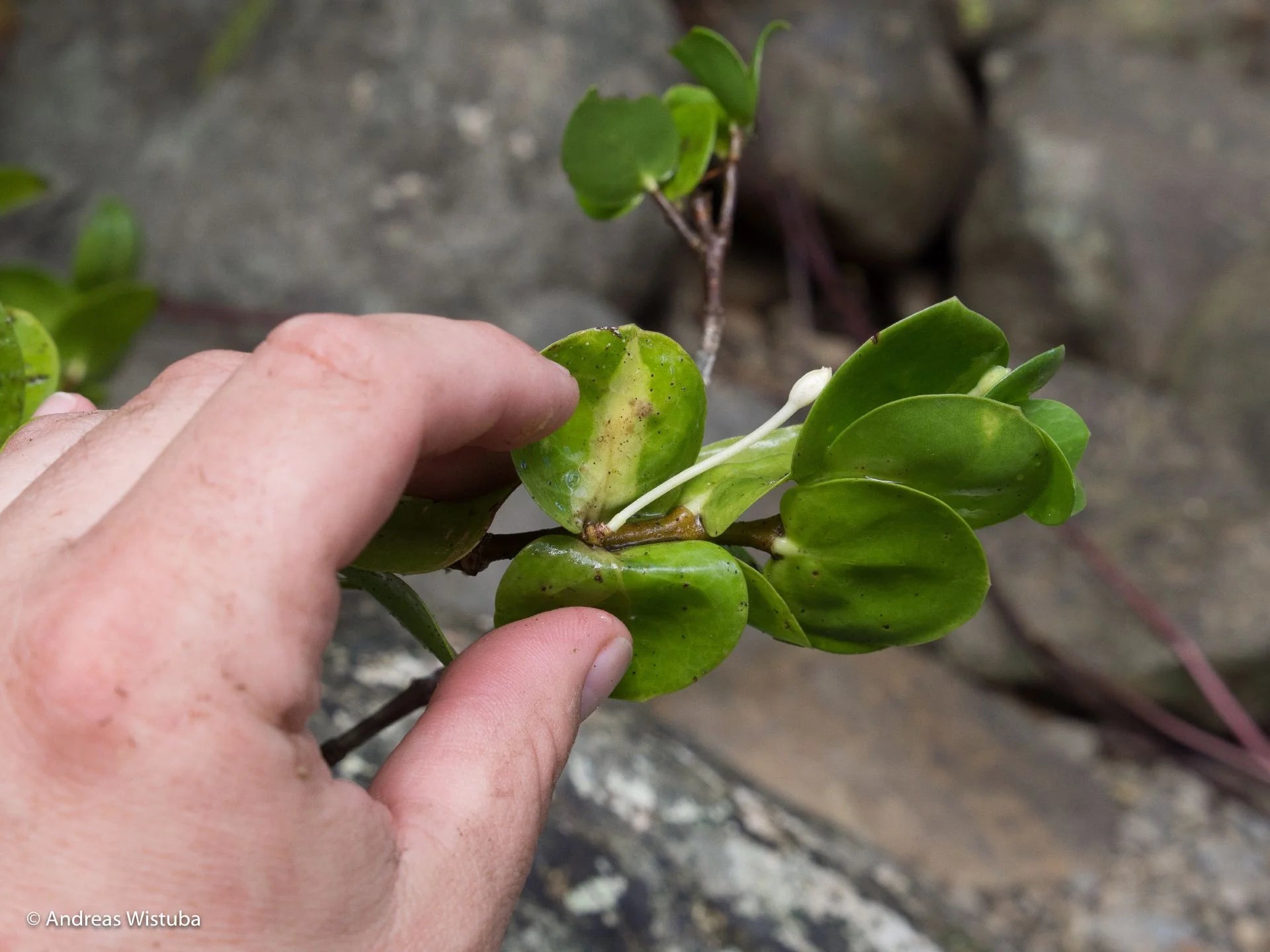 Squamellaria grayi (Taveuni Island, Fiji) 大森食虫植物農園