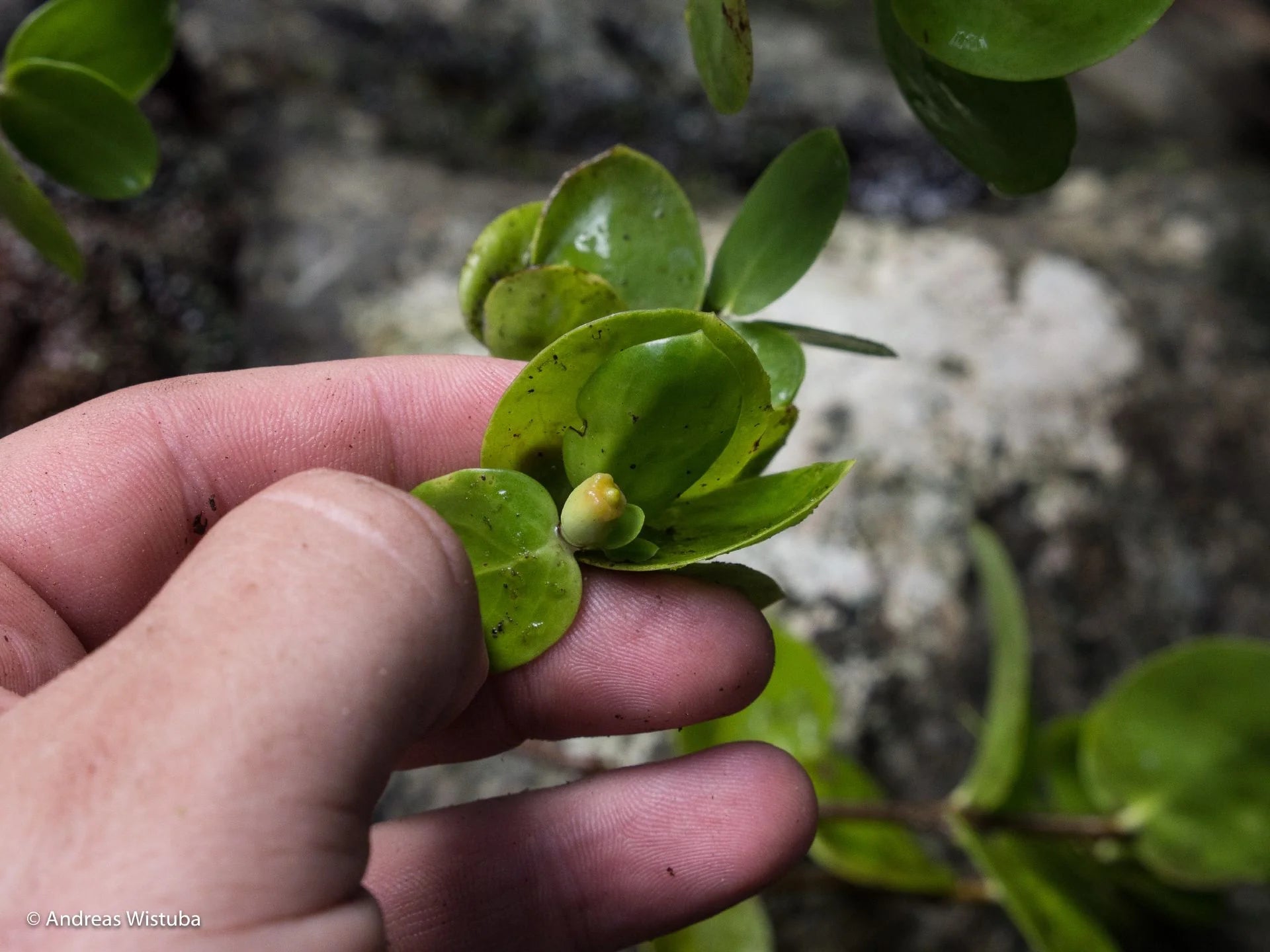 Squamellaria grayi (Taveuni Island, Fiji) 大森食虫植物農園