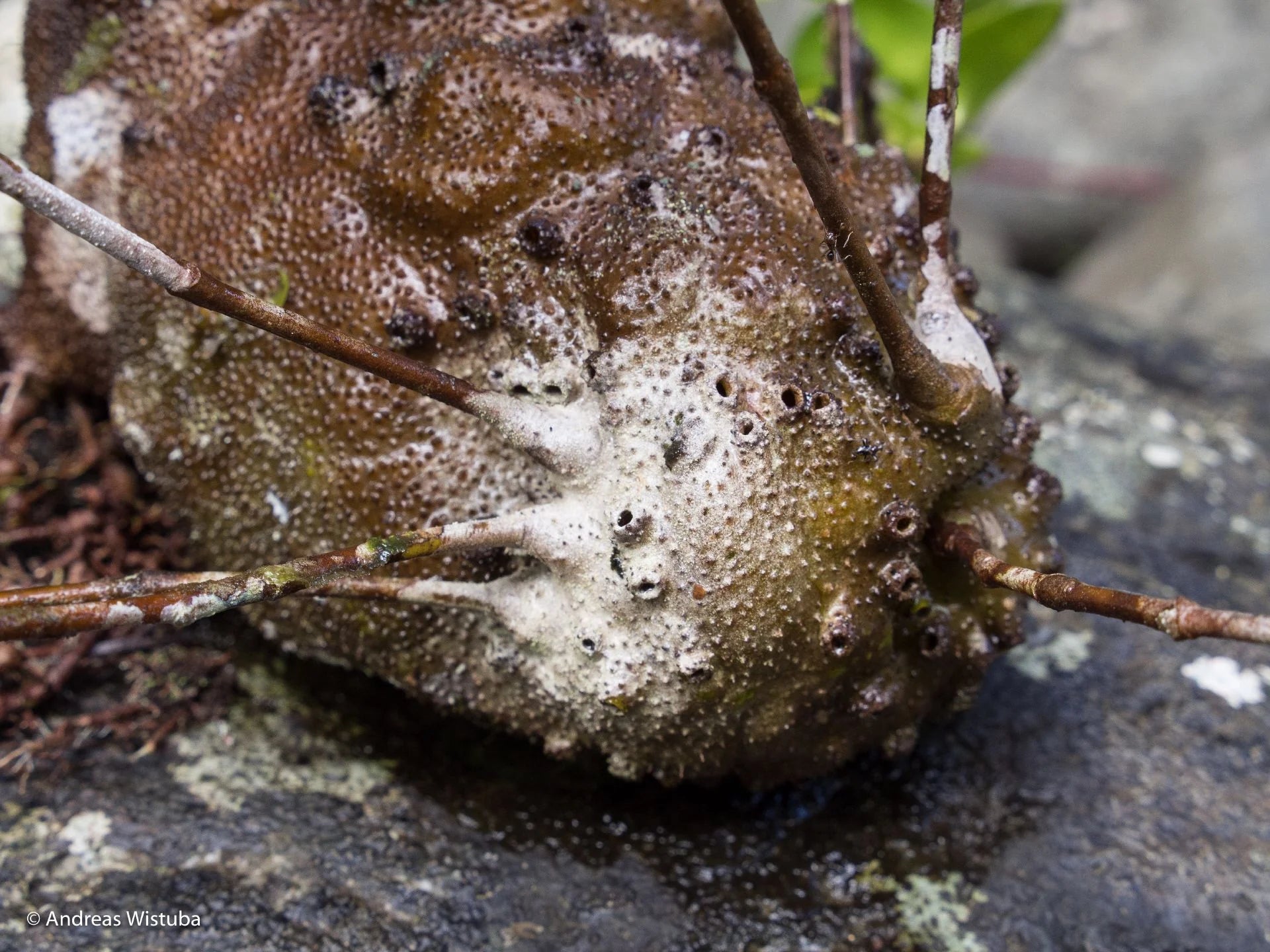 Squamellaria grayi (Taveuni Island, Fiji) 大森食虫植物農園