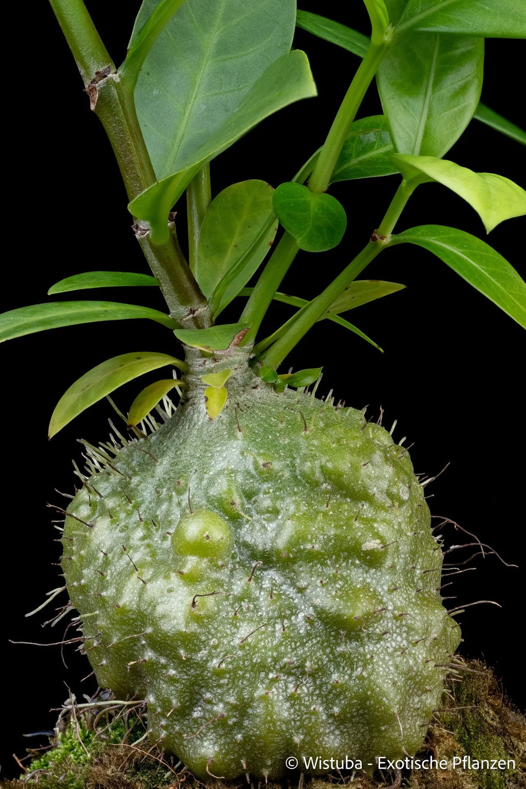 Squamellaria guppyana (Bougainville Island, PNG) 大森食虫植物農園