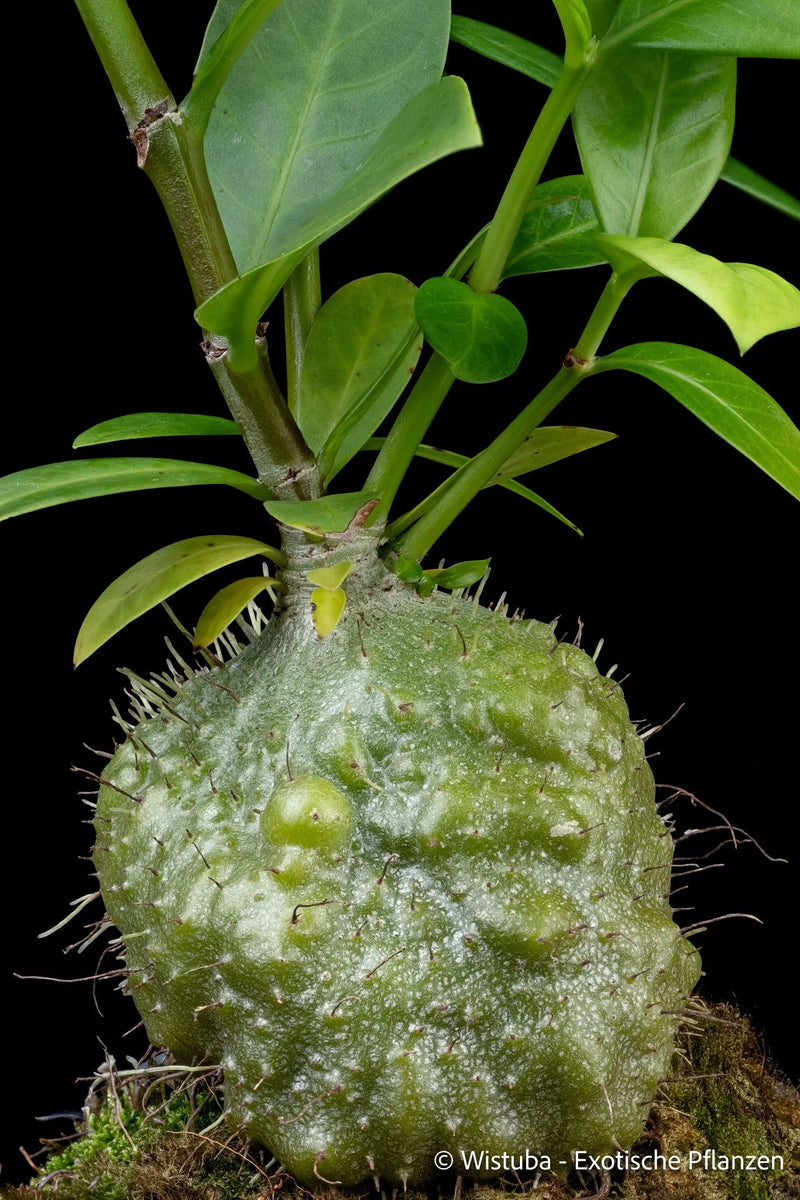 Squamellaria guppyana (Bougainville Island, PNG) 大森食虫植物農園