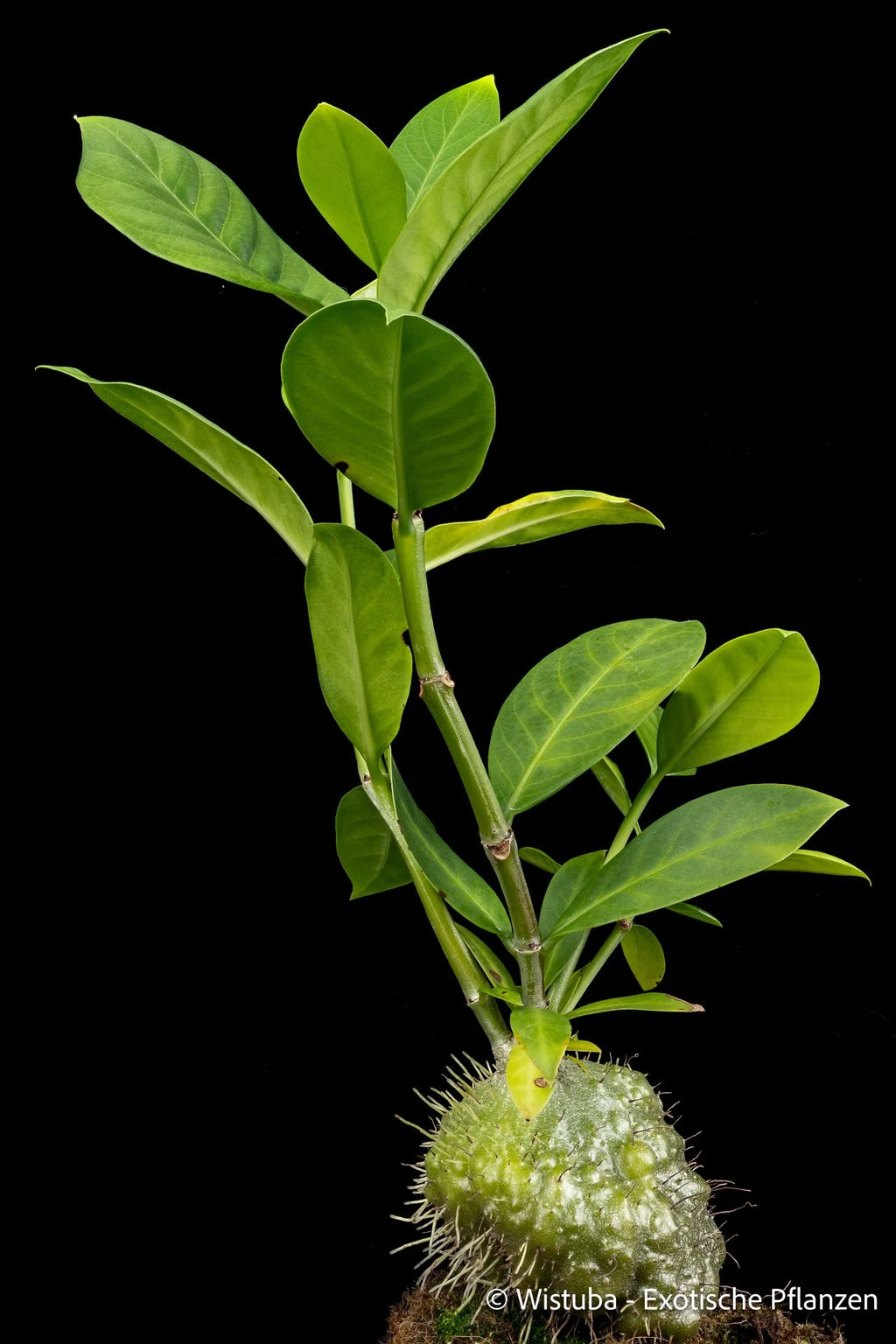 Squamellaria guppyana (Bougainville Island, PNG) 大森食虫植物農園