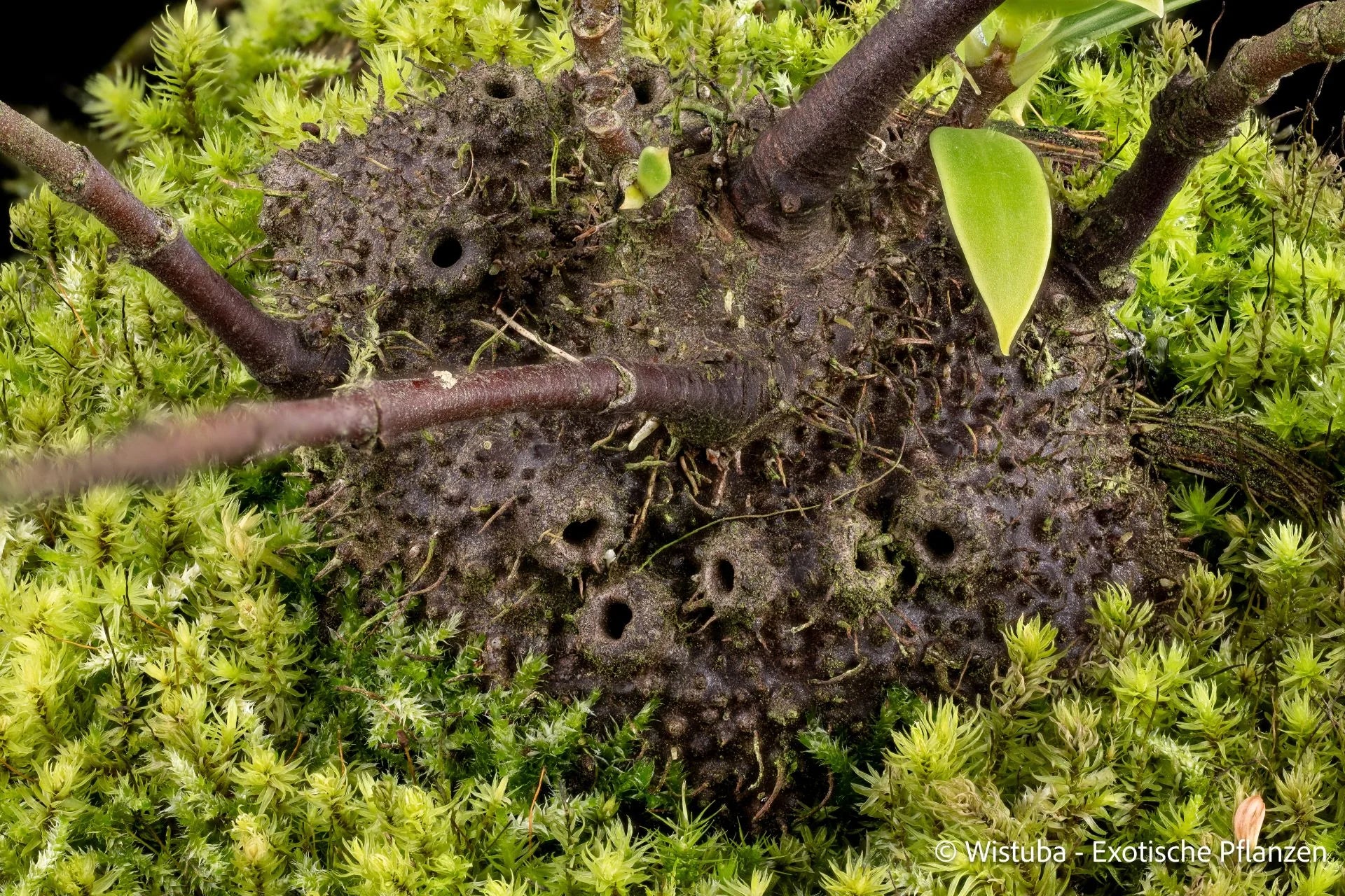 Squamellaria huxleyana (Vanua Levu, Fiji) 大森食虫植物農園