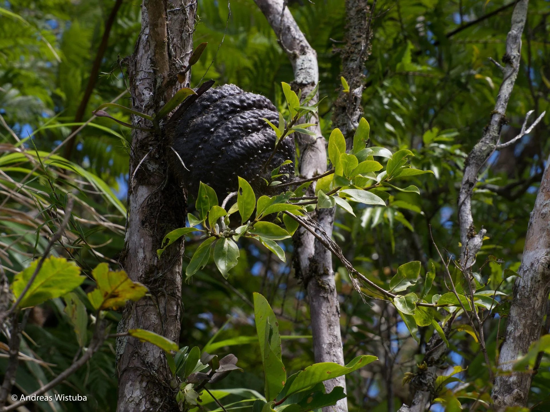 Squamellaria imberbis (Vanua Levu, Fiji) 大森食虫植物農園