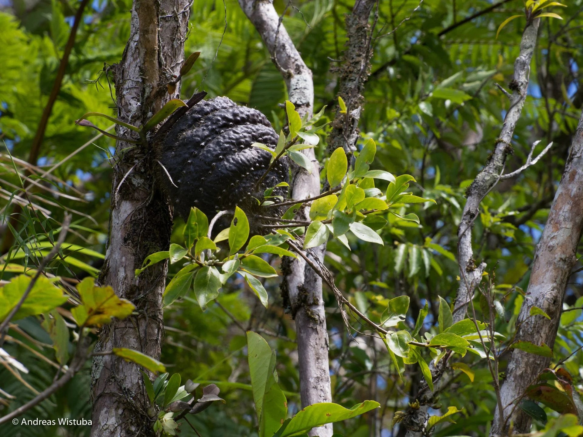 Squamellaria imberbis (Vanua Levu, Fiji) 大森食虫植物農園