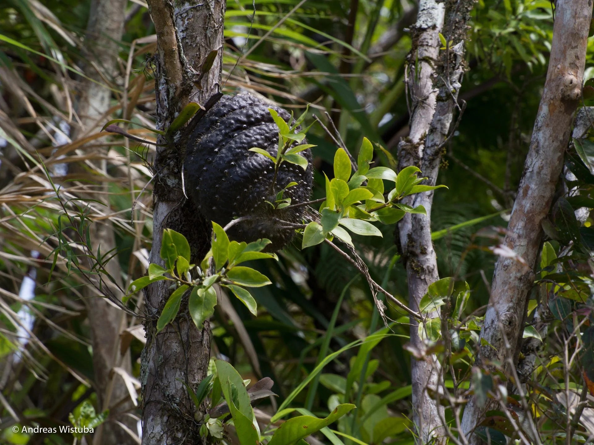 Squamellaria imberbis (Vanua Levu, Fiji) 大森食虫植物農園