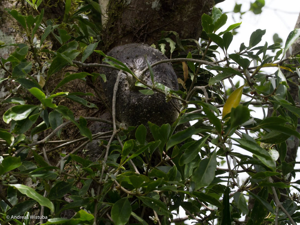 Squamellaria imberbis (Vanua Levu, Fiji) 大森食虫植物農園