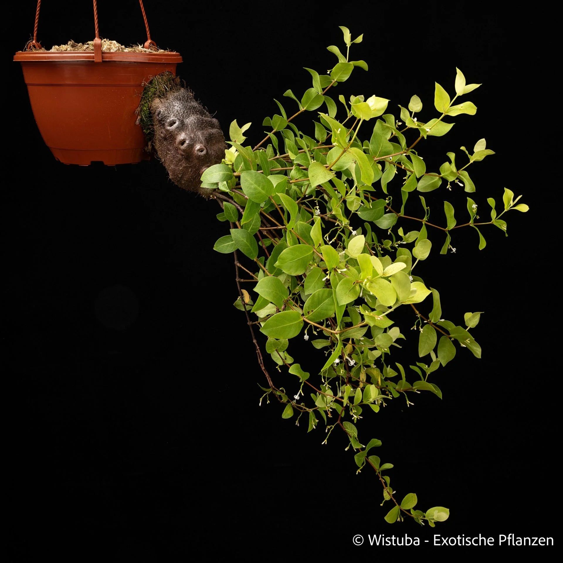 Squamellaria kajewskii (Bougainville Island, PNG) 大森食虫植物農園
