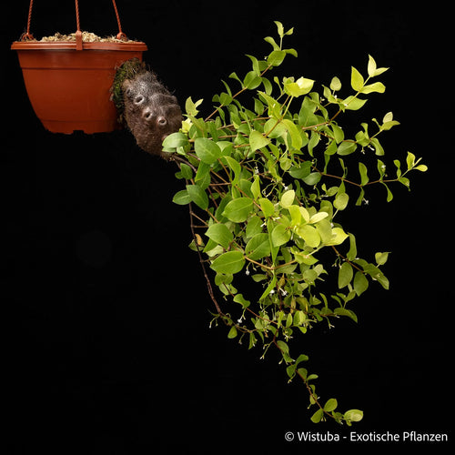Squamellaria kajewskii (Bougainville Island, PNG) 大森食虫植物農園