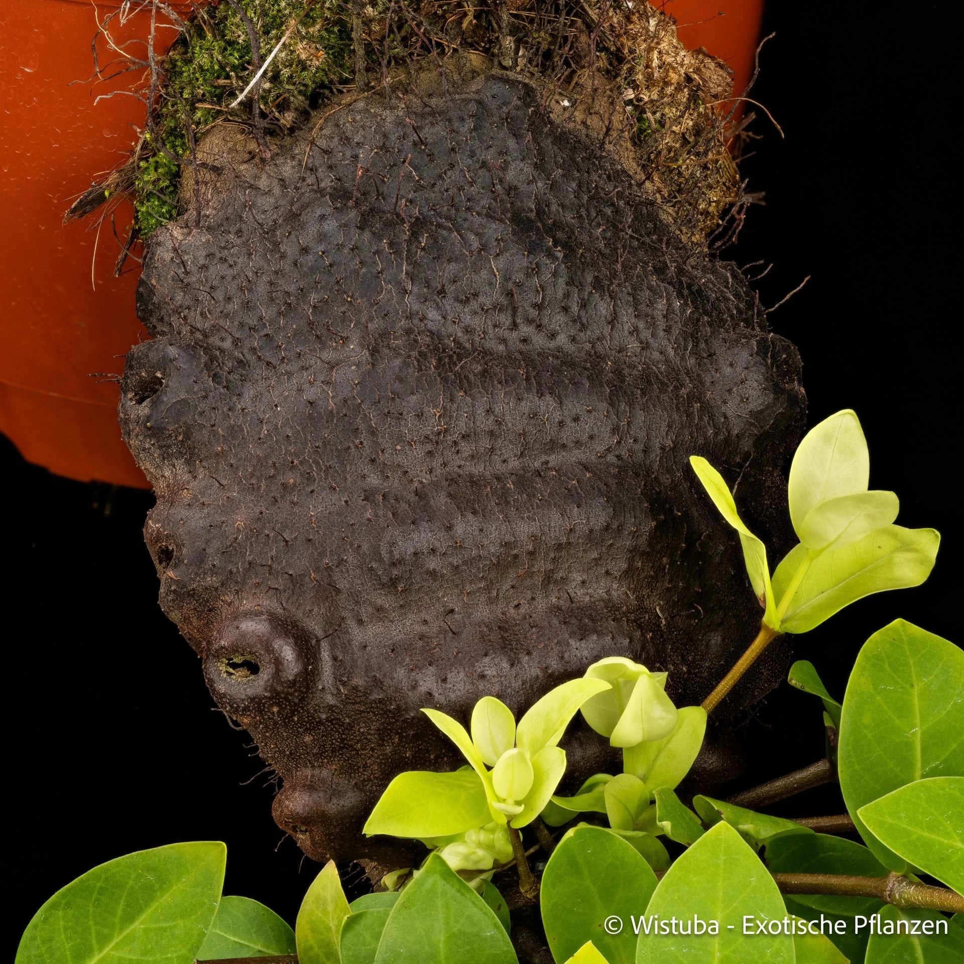 Squamellaria kajewskii (Bougainville Island, PNG) 大森食虫植物農園
