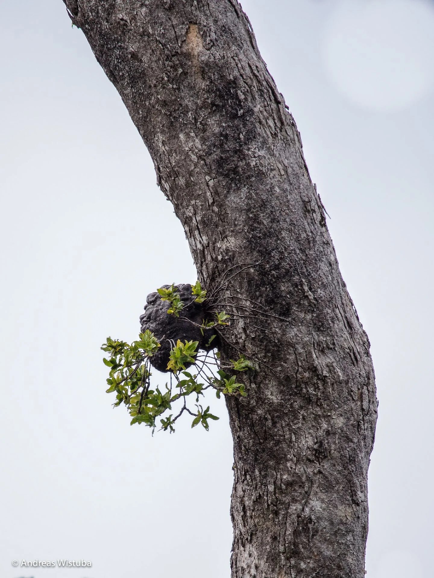 Squamellaria thekii (Taveuni, Fiji) 大森食虫植物農園