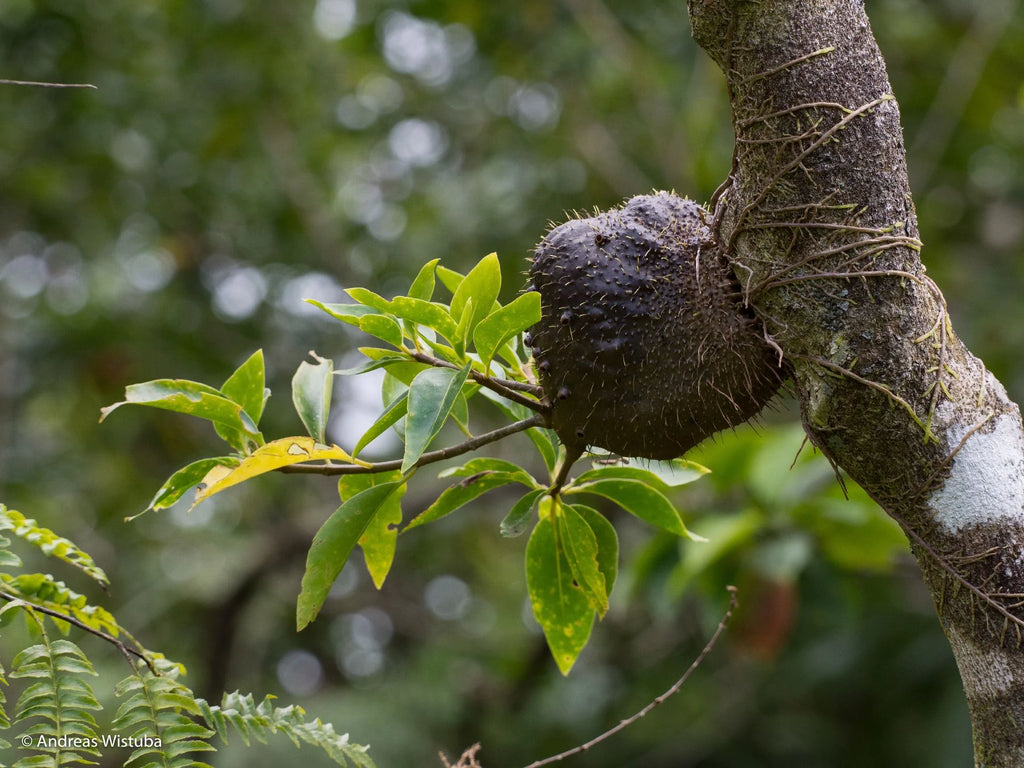 Squamellaria wilsonii (Taveuni, Fiji) 大森食虫植物農園