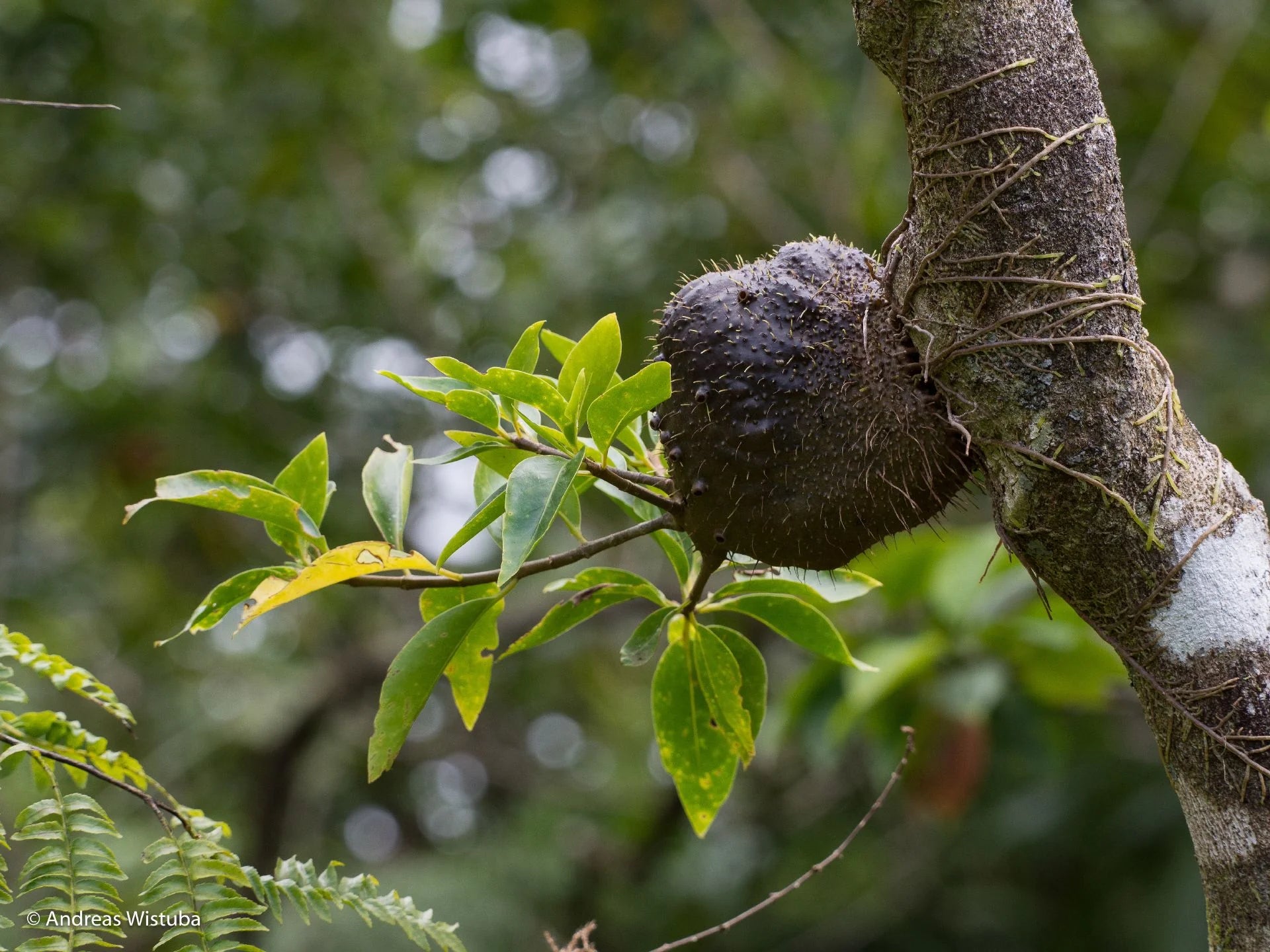 Squamellaria wilsonii (Taveuni, Fiji) 大森食虫植物農園