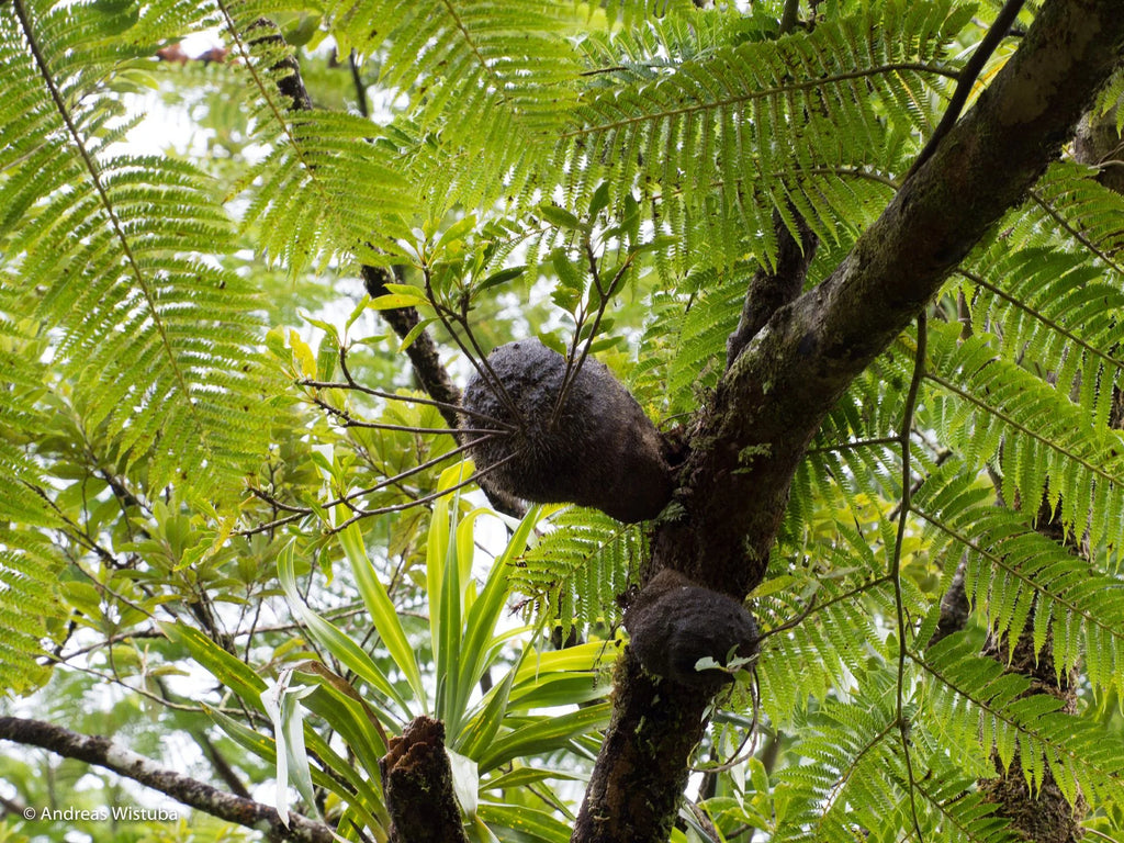 Squamellaria wilsonii (Taveuni, Fiji) 大森食虫植物農園