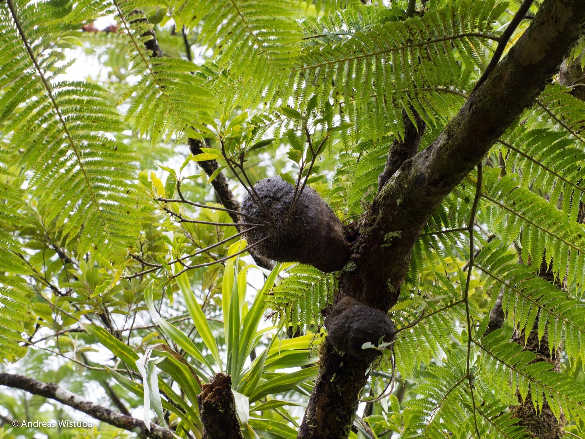 Squamellaria wilsonii (Taveuni, Fiji) 大森食虫植物農園