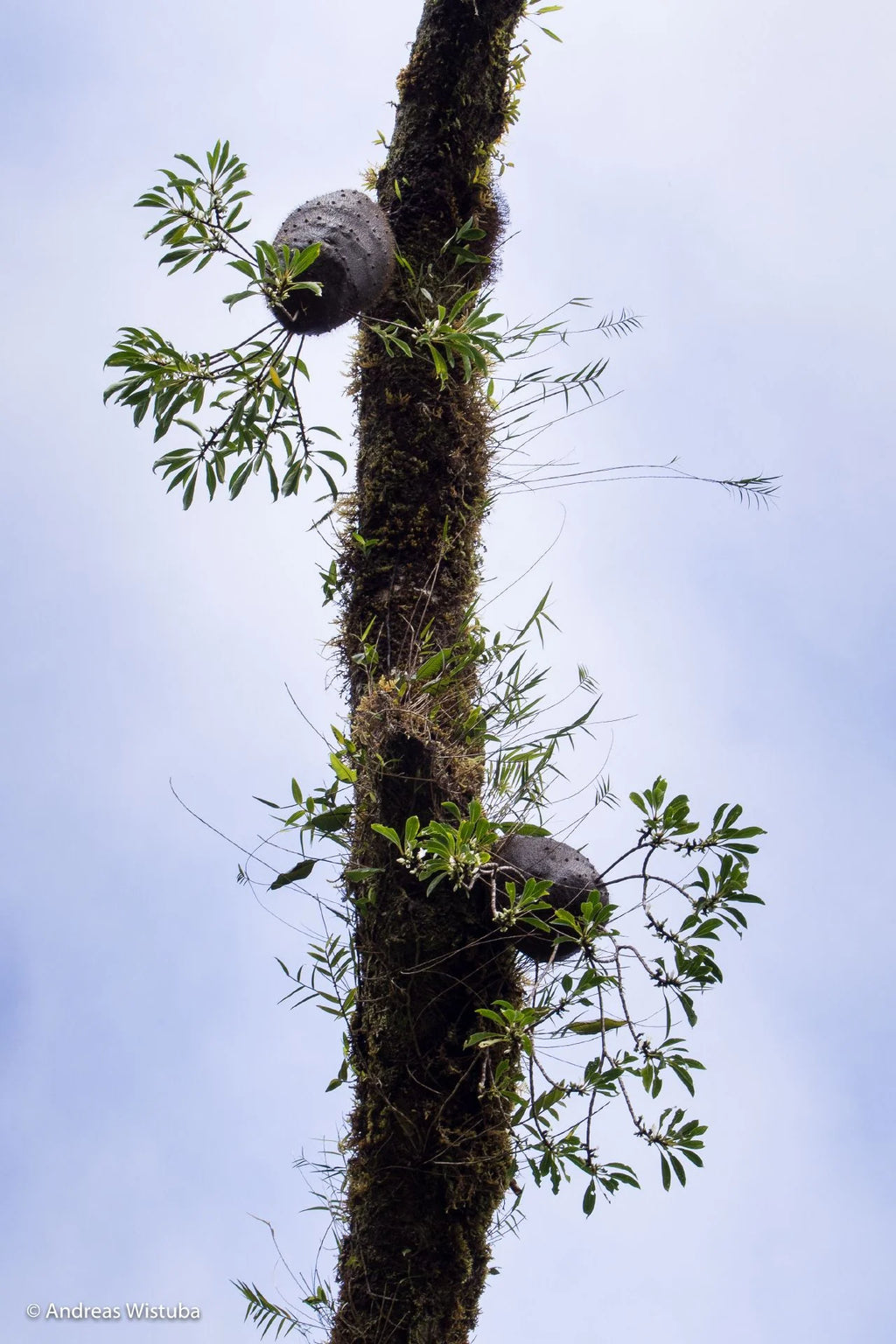 Squamellaria wilsonii (Taveuni, Fiji) 大森食虫植物農園