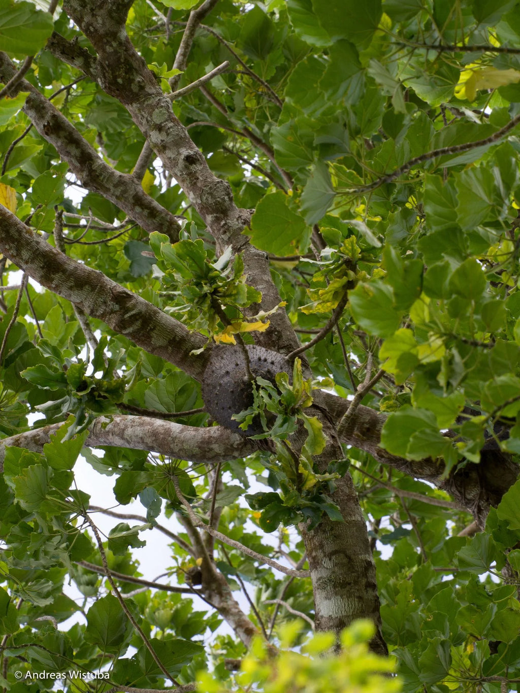Squamellaria wilsonii (Taveuni, Fiji) 大森食虫植物農園