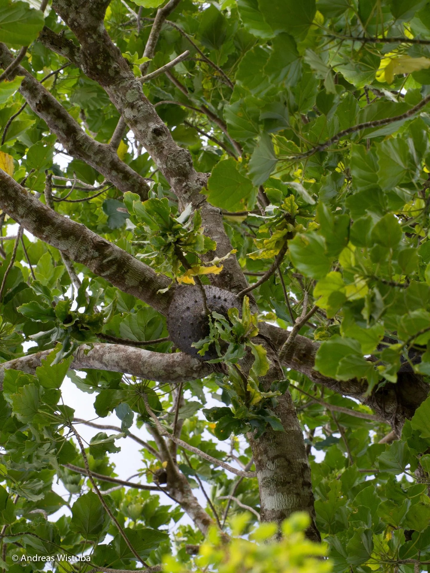 Squamellaria wilsonii (Taveuni, Fiji) 大森食虫植物農園